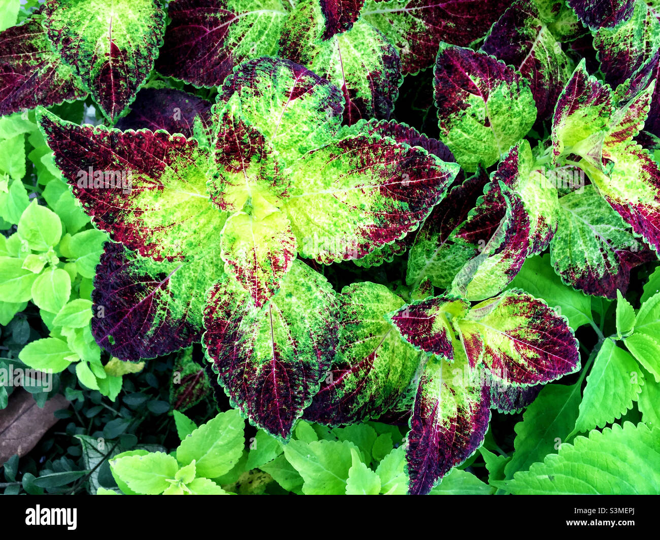 Bunte rote und grüne Blattkoleus Stockfoto