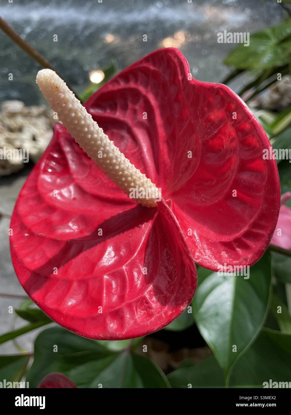 Rotes Anthuriumblatt mit Stiel Stockfoto