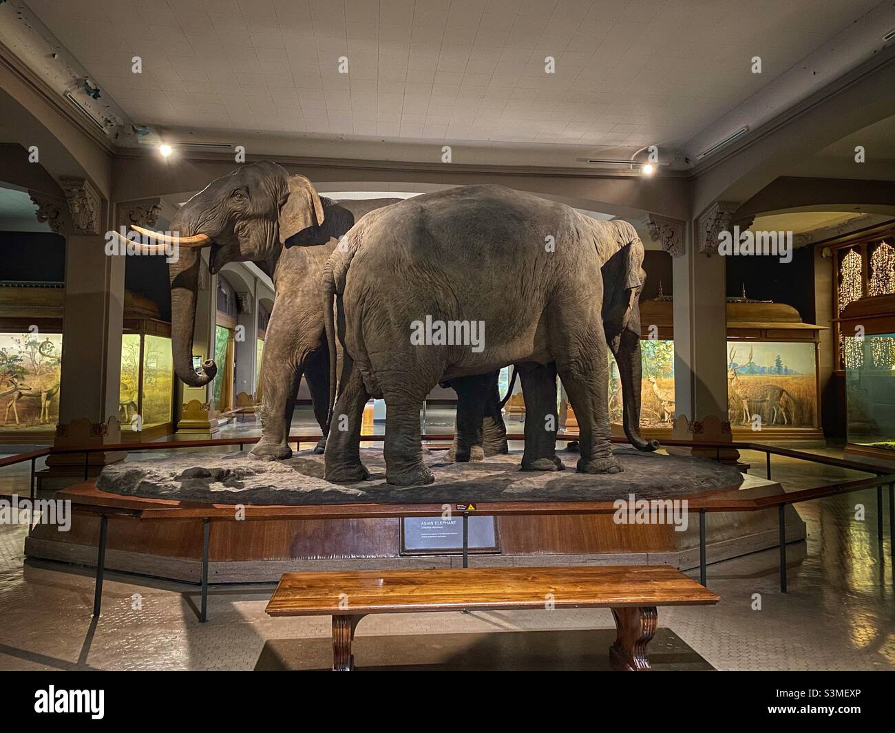 Asiatischer Elefant im American Museum of Natural History. - Smartphone-aufgenommenes Stockfoto