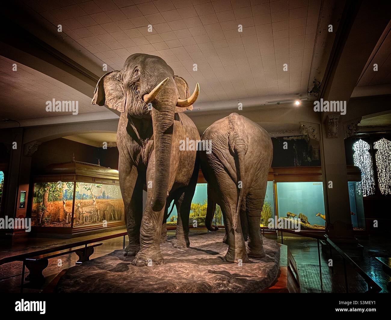 Asiatischer Elefant im American Museum of Natural History. - Smartphone-aufgenommenes Stockfoto