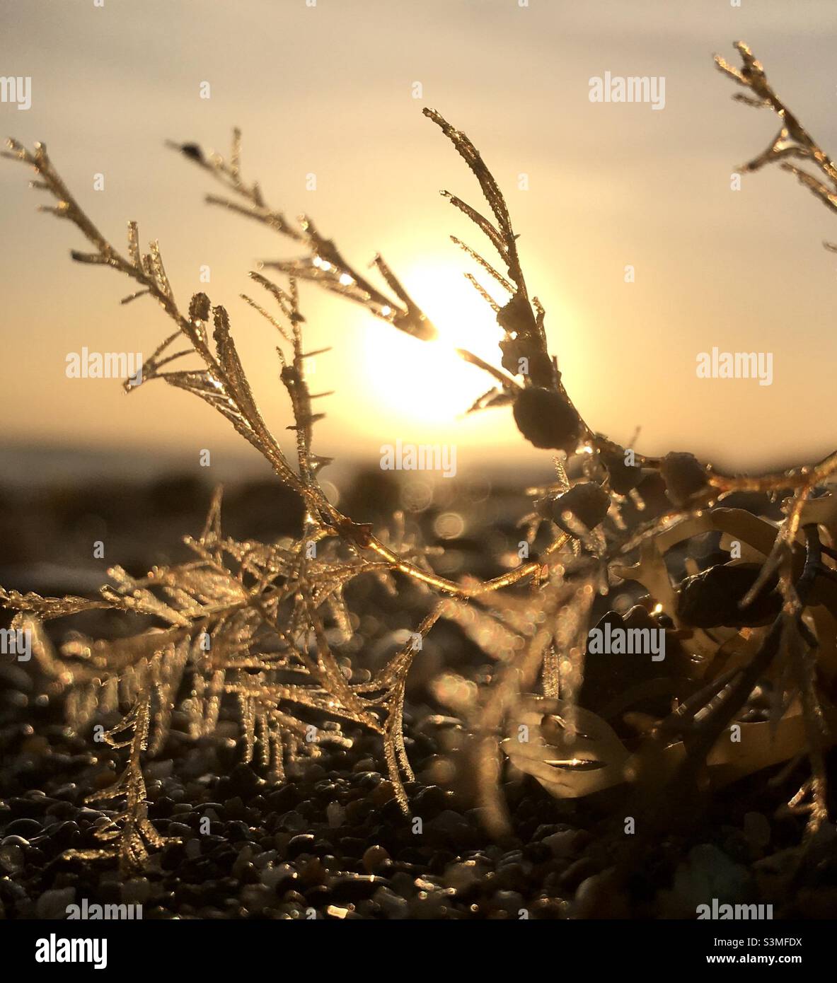 Morgenlicht, Sonnenaufgang, Himmel, Meer, golden, Natur, Schönheit, Ruhe Stockfoto