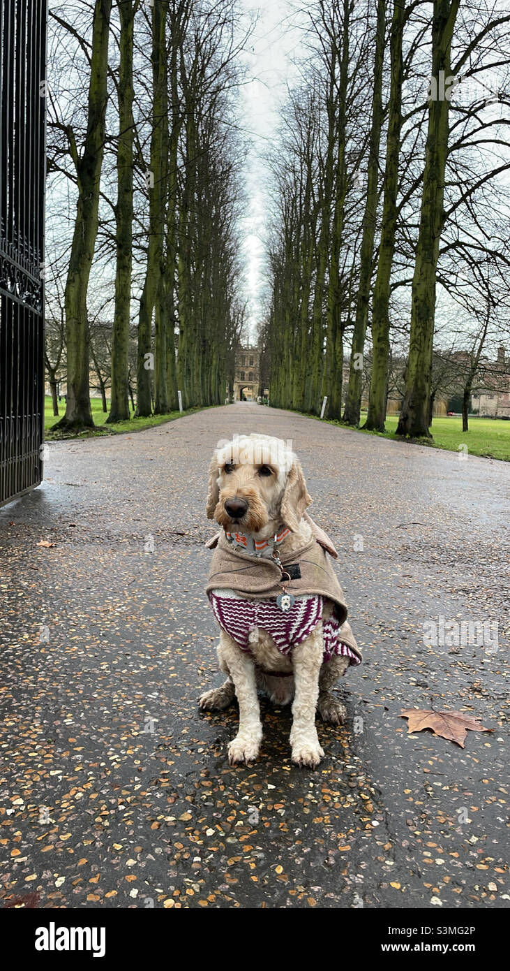 Buzz Reynolds Clare College Cambridge Hund Stockfoto