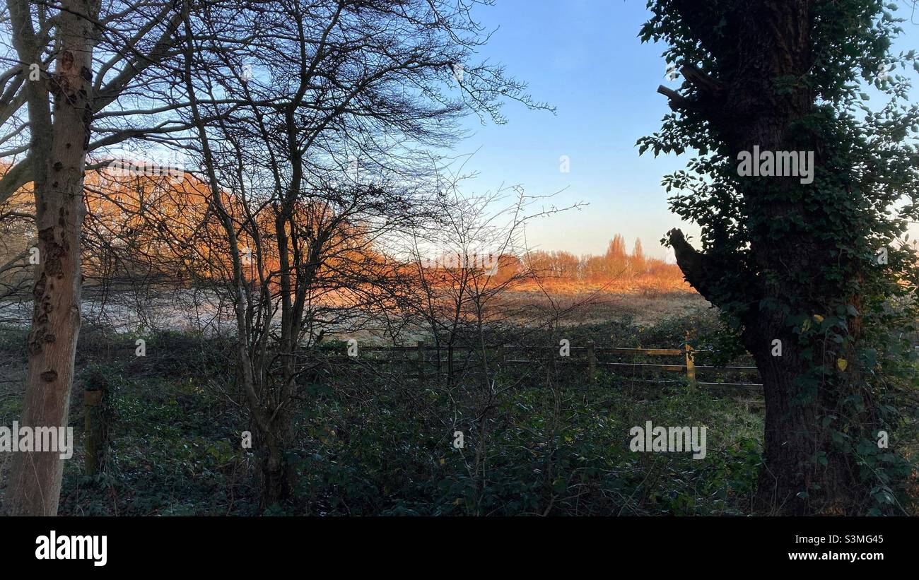 Wintersonnenlicht, das das entfernte Feld und die Bäume in einen goldenen Farbton verwandelt. Stockfoto