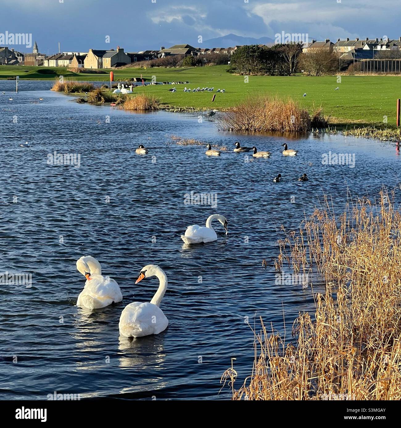 Schwäne, Enten, Kanadagänse...... Stockfoto