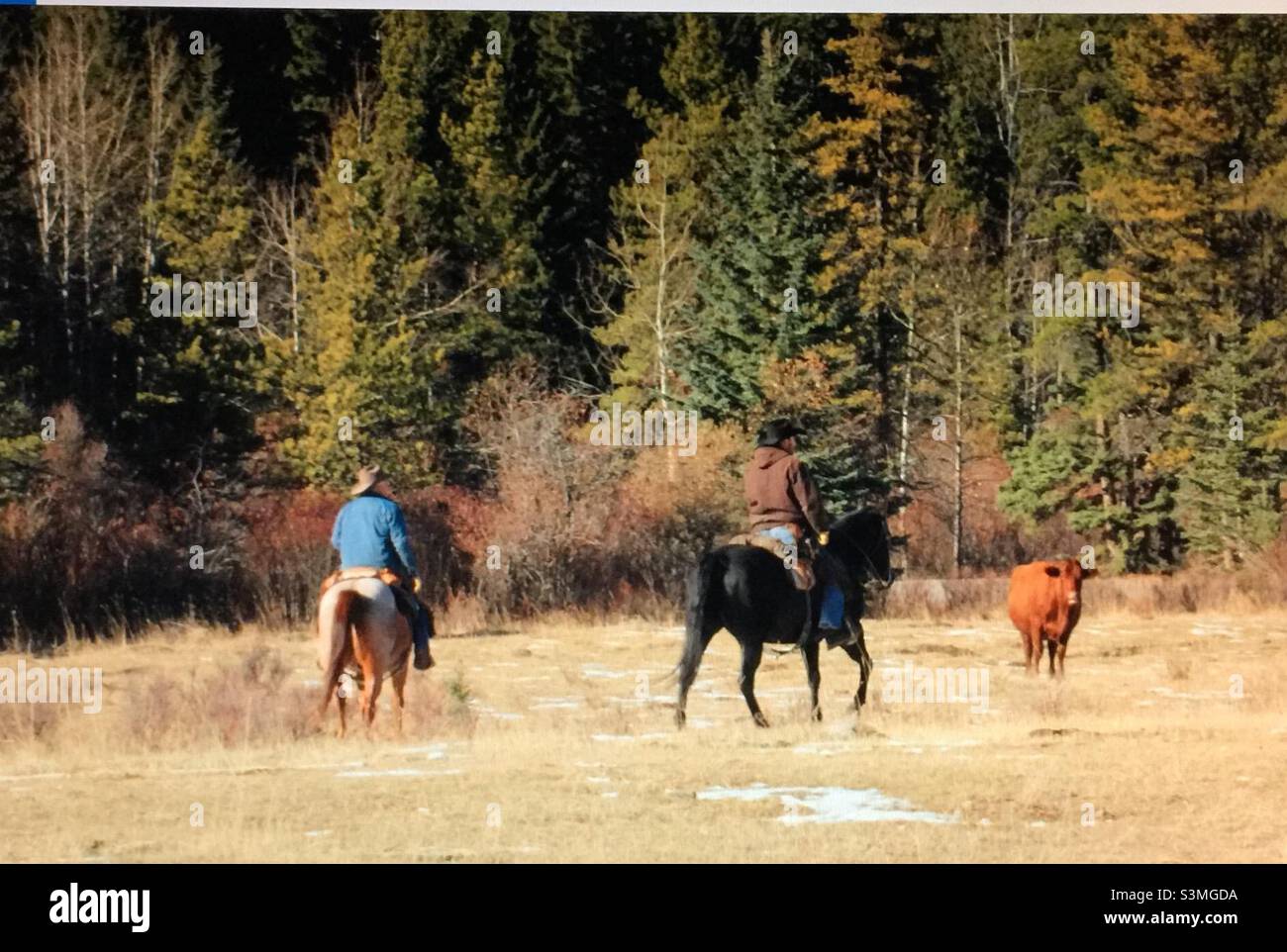 Cowboys, Kühe hüten, Alberta, Kanada, Pferd, Kuh, Vieh, Landwirtschaft, Industrie, Wald, Grasland - Smartphone-aufgenommenes Stockfoto