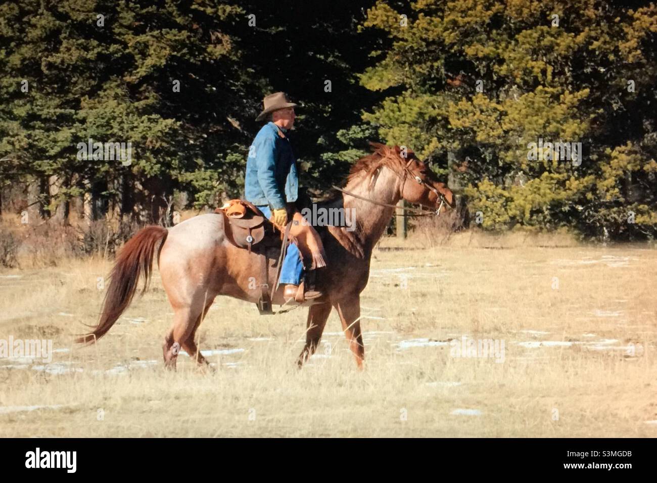 Cowboys, Kühe hüten, Alberta, Kanada, Pferd, Kuh, Vieh, Landwirtschaft, Industrie, Wald, Grasland - Smartphone-aufgenommenes Stockfoto