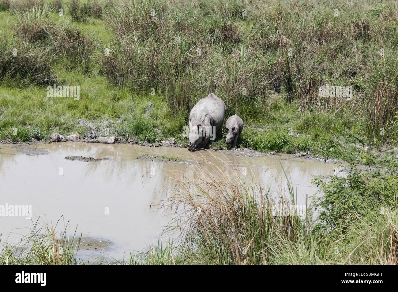 Mutter und Baby rhino Stockfoto