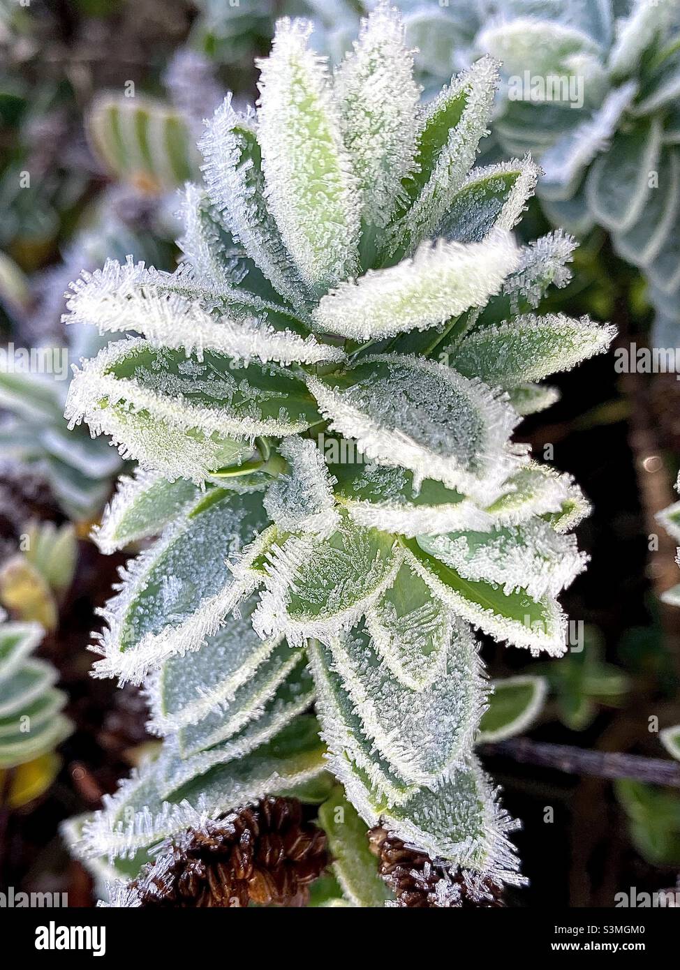 Frostige und eisige Pflanzen im Winter Stockfoto