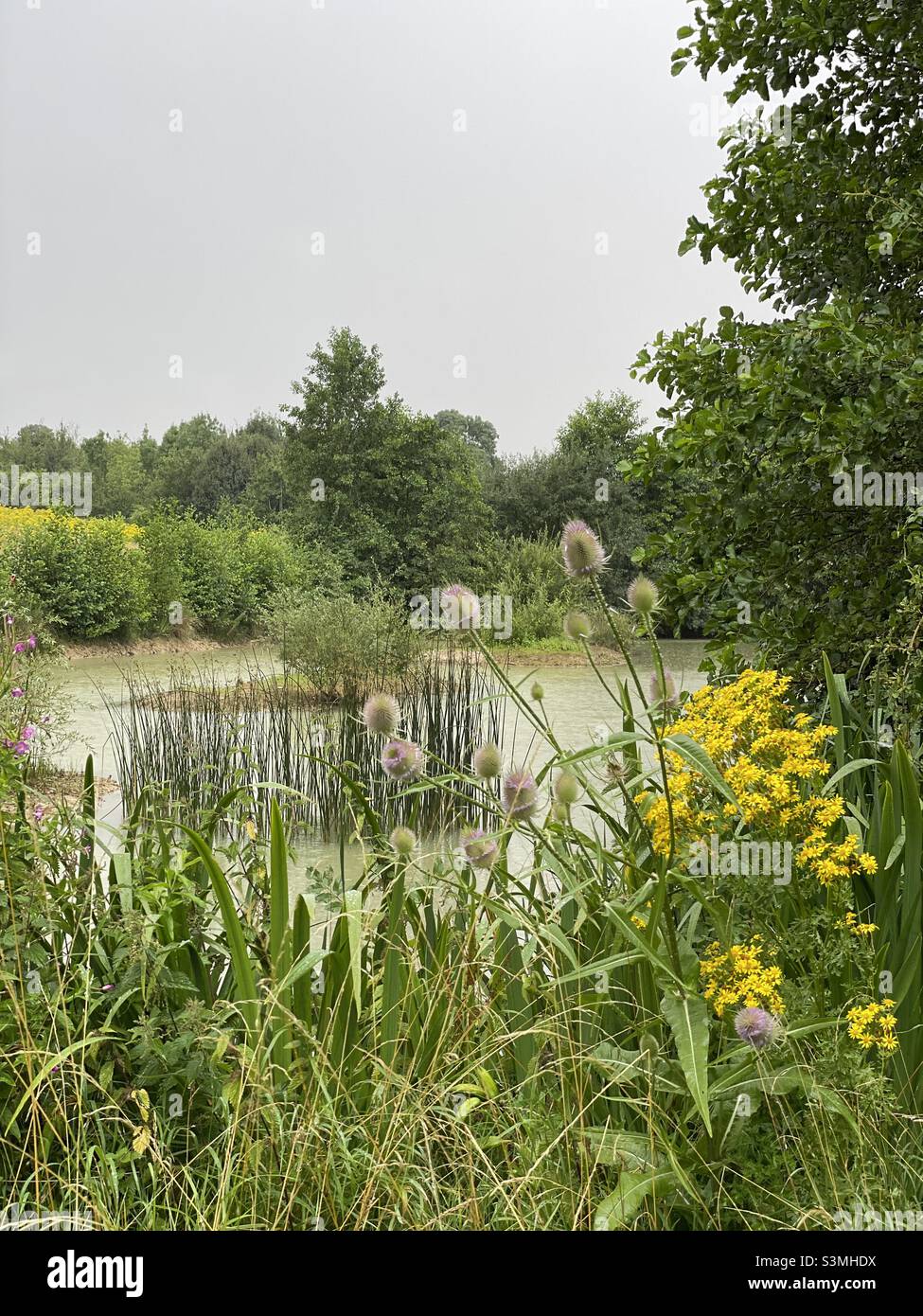 Sommer Teich Wildblumen Schönheit in der Natur Stockfoto
