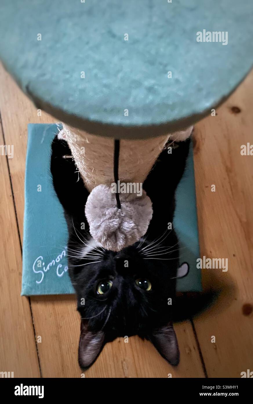 Katze spielt mit einem Kratzpfosten Stockfoto