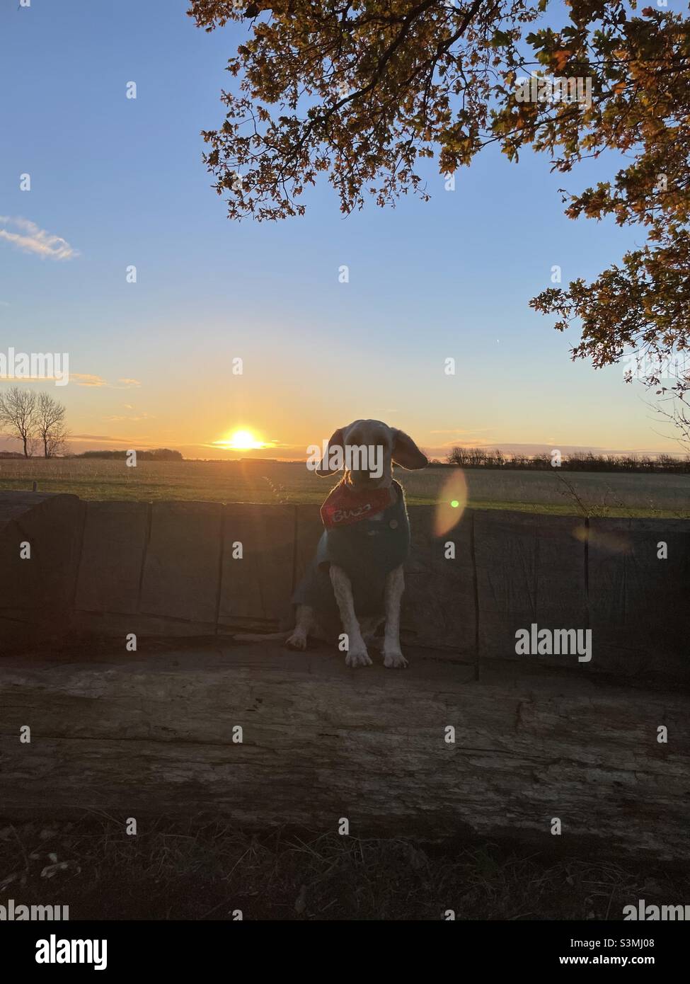 Buzz Reynolds Herbstlicher Sonnenaufgang Im Sitzen Stockfoto