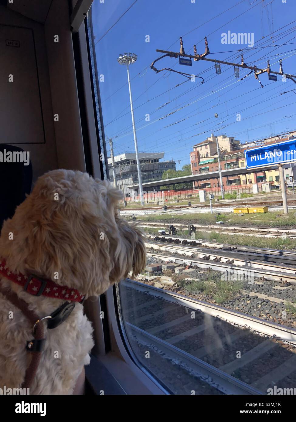 Buzz Reynolds Cockapoo Train Mailand Italien Stockfoto