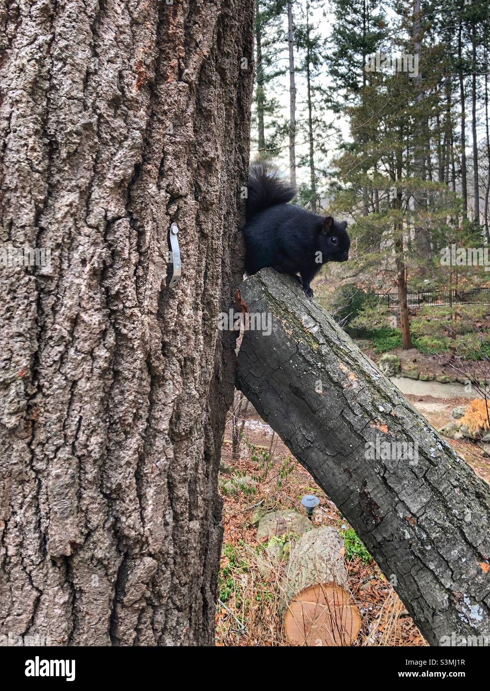 Ein schwarzes Eichhörnchen thront auf einem Ast. Stockfoto