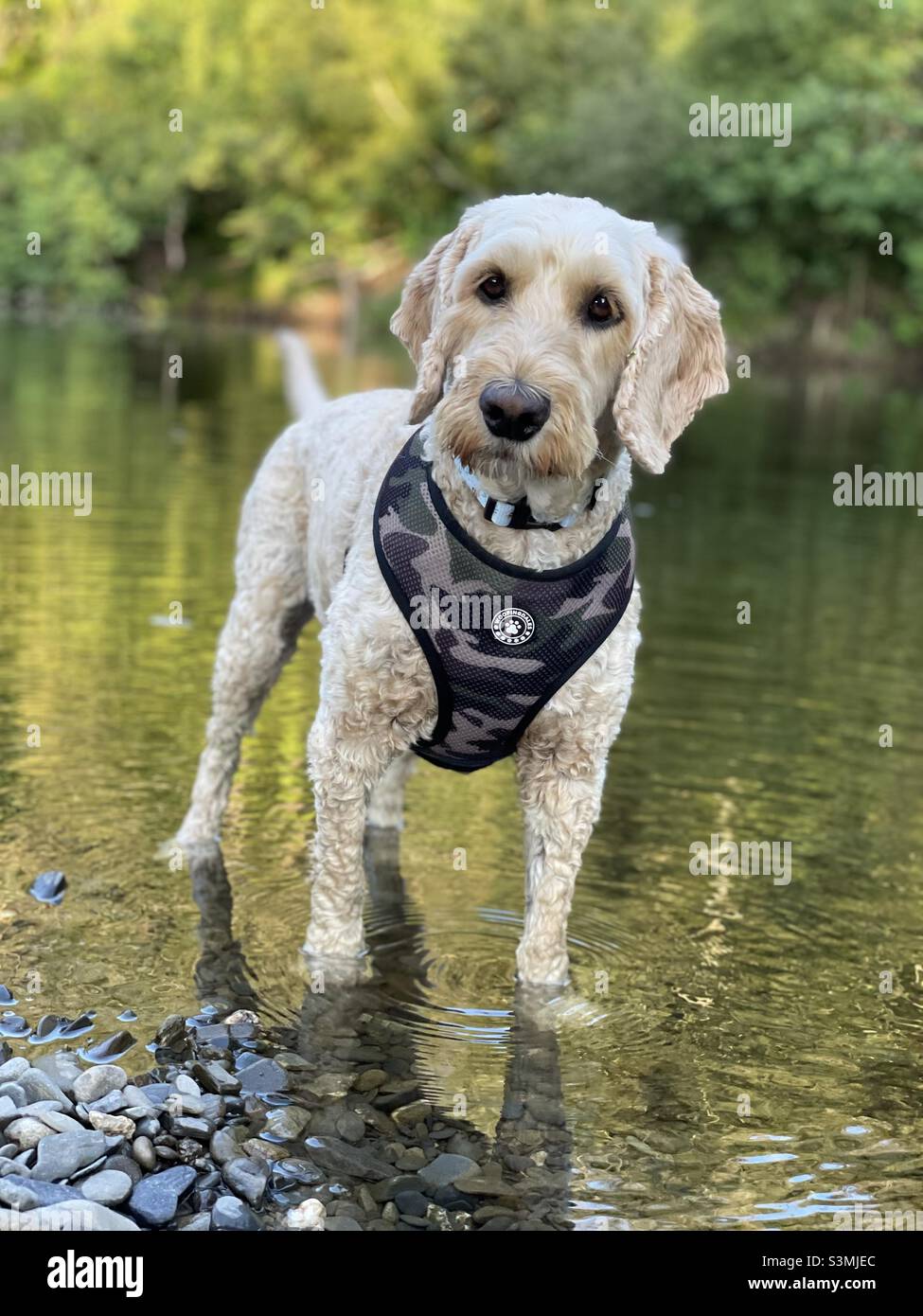 Buzz Reynolds Cockapoo Dog Süßer Sommer Stockfoto