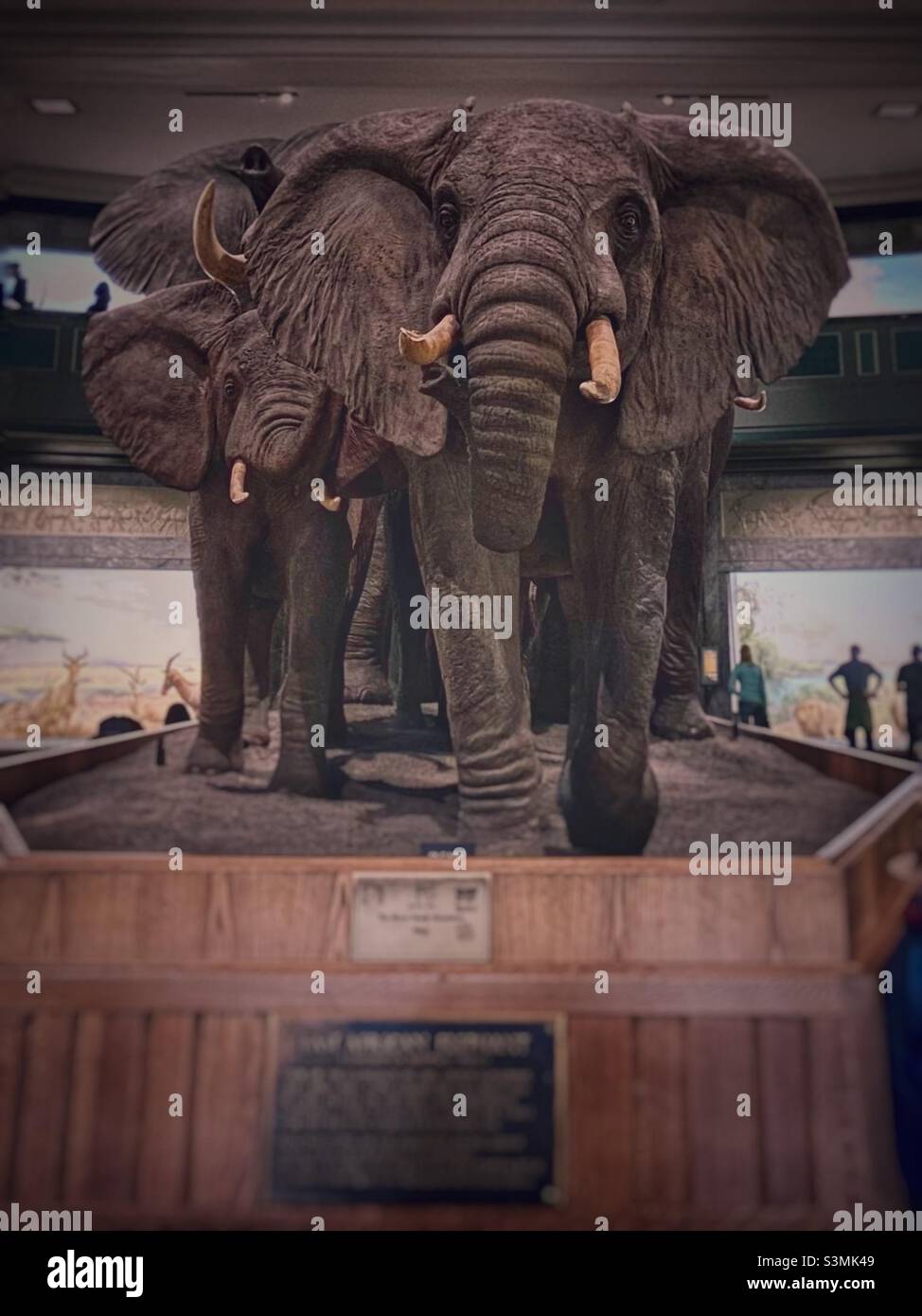 Elefanten in der Akeley Hall afrikanischer Säugetiere. - Smartphone-aufgenommenes Stockfoto