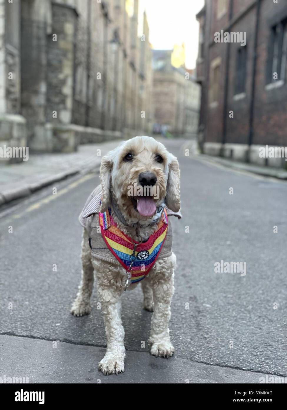 Buzz Reynolds Trinity Lane Cockapoo Cambridge Stockfoto