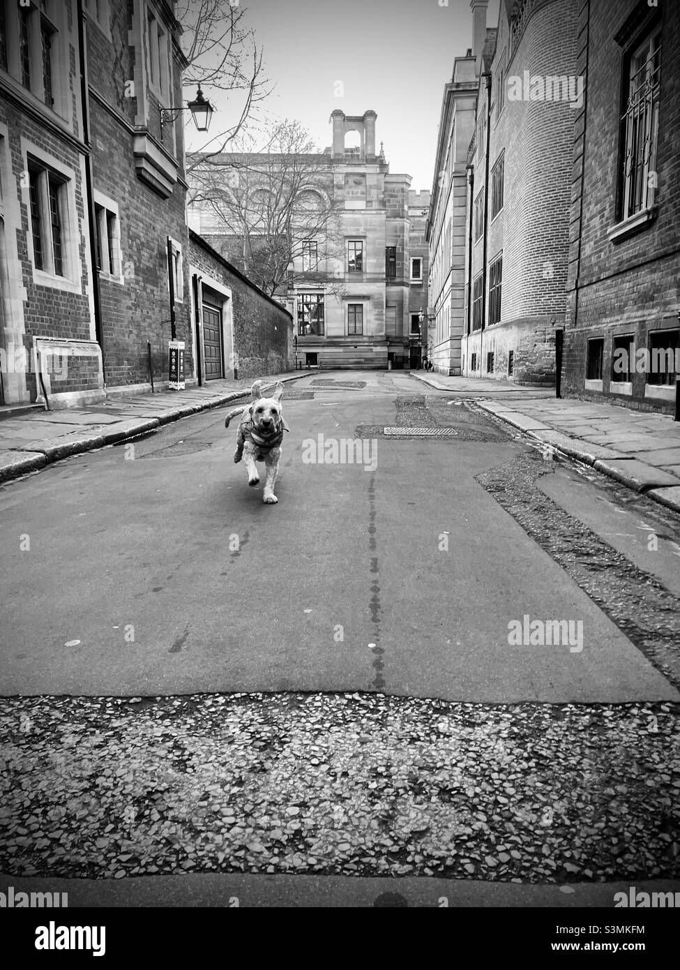 Buzz Reynolds Flying Trinity Lane Cambridge Cockapoo Dog Aprikose Stockfoto
