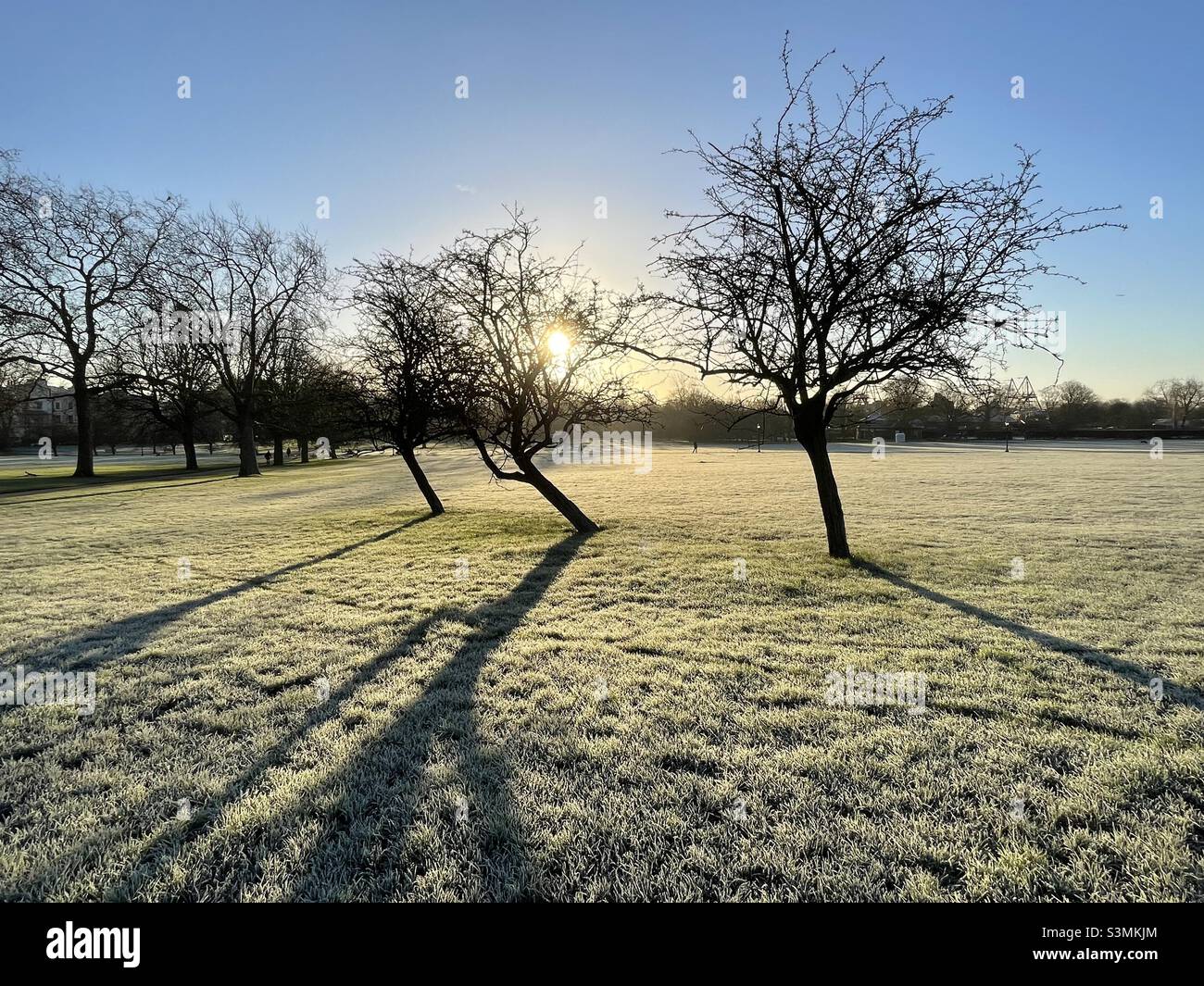 Drei Weißdornbäume im Frost Stockfoto