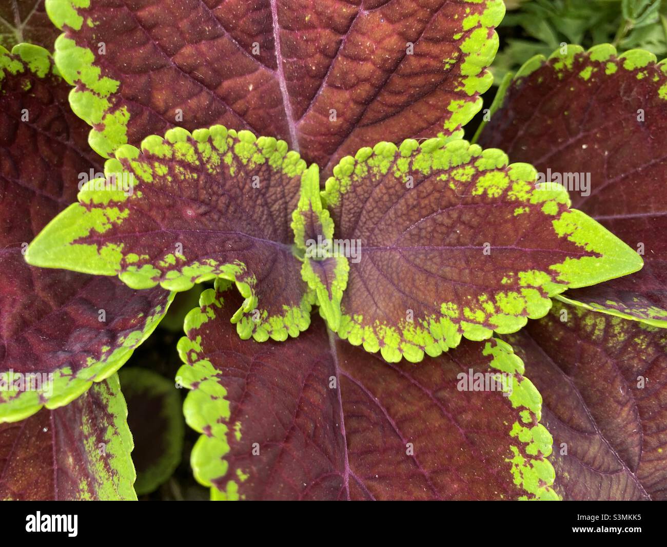 Laub des gemeinen Coleus - Smartphone-aufgenommenes Stockfoto