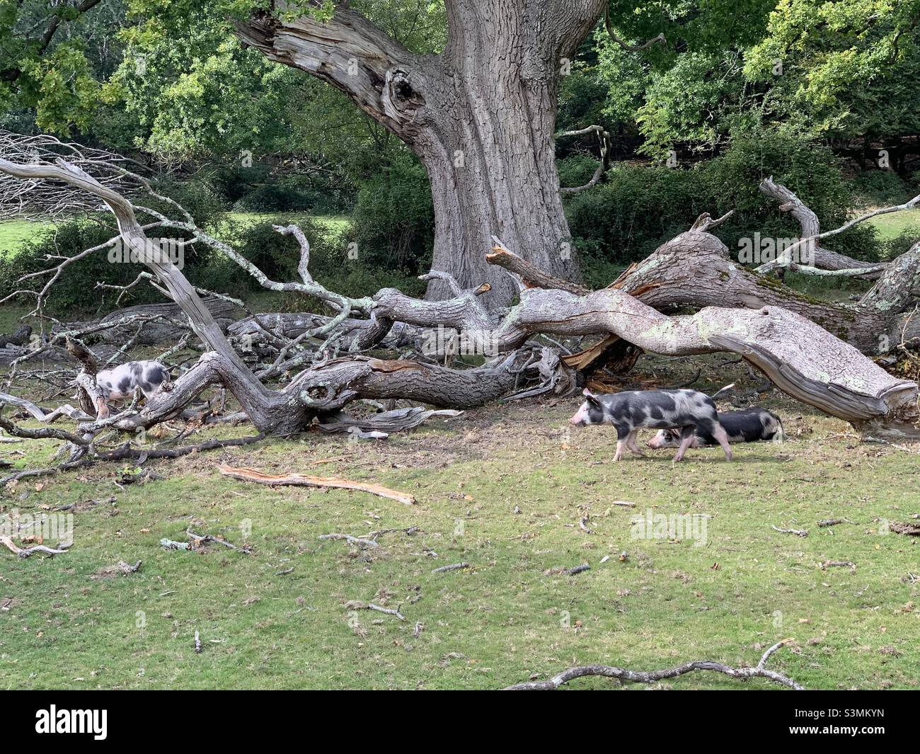 Schweine im New Forest - Smartphone-aufgenommenes Stockfoto
