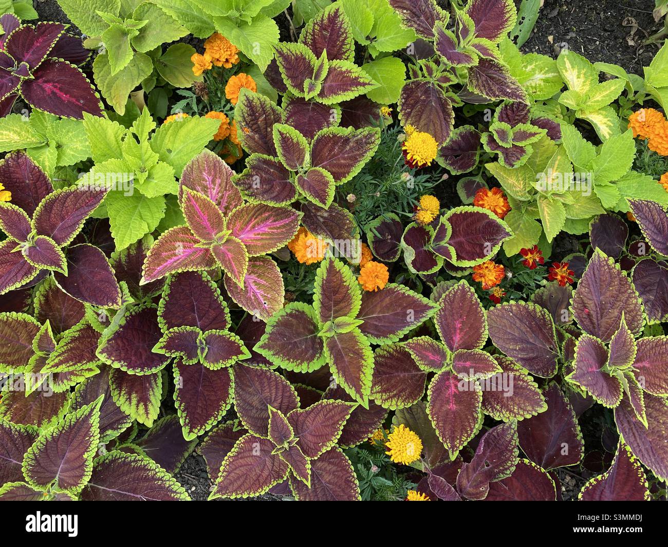 Blick von oben auf ein Blumenbett voller gemeiner Coleus-Pflanzen mit ein paar Ringelblumen Stockfoto