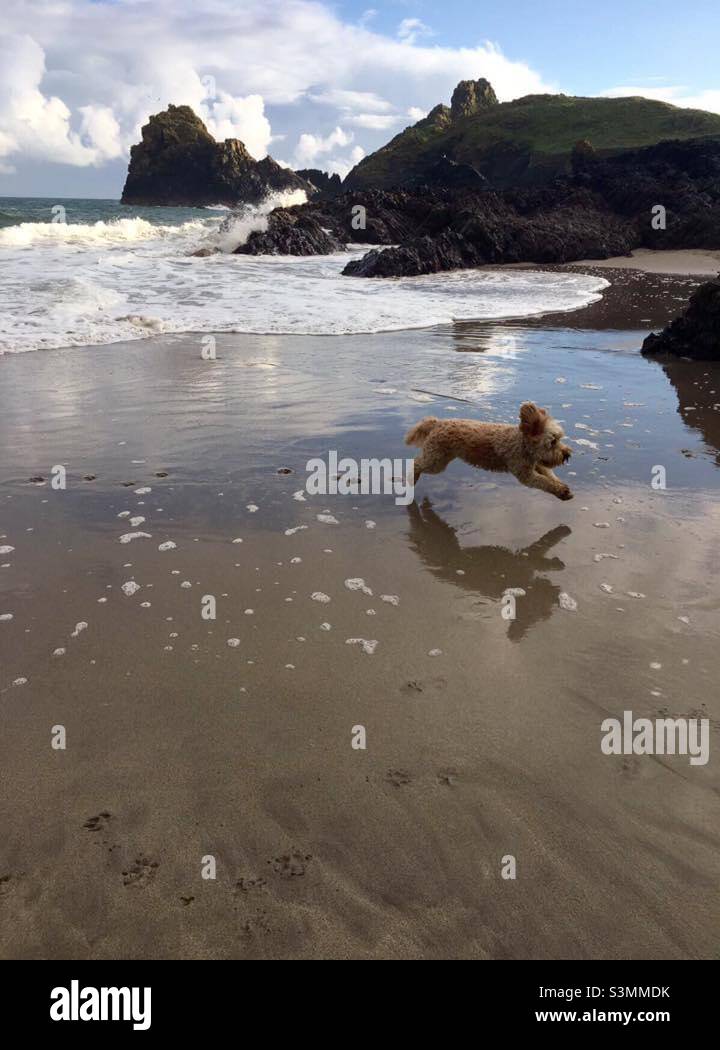 Buzz Reynolds Jumping Beach Kynance Cove Cornwall Hund Stockfoto