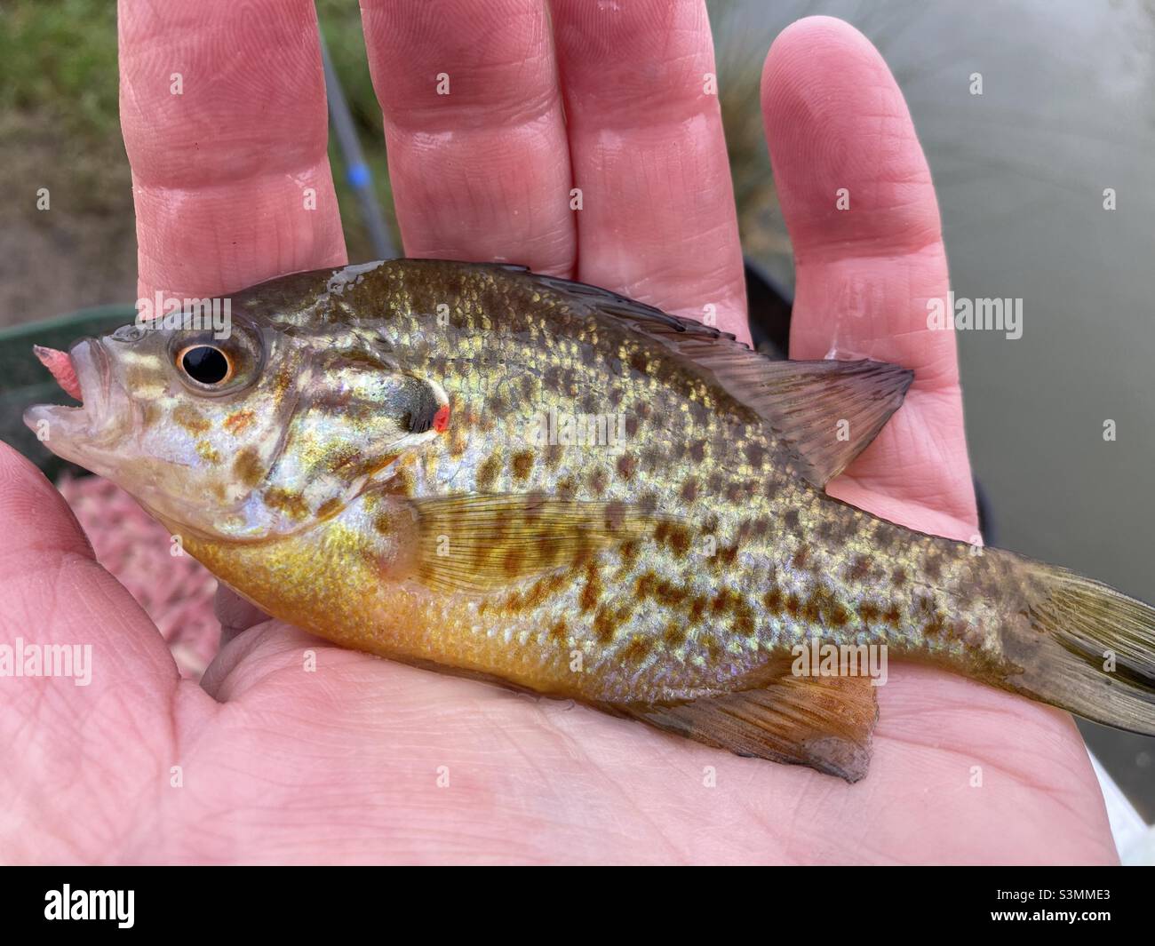 Sonnenblumenöl kaltgepresst Fisch - Smartphone-aufgenommenes Stockfoto