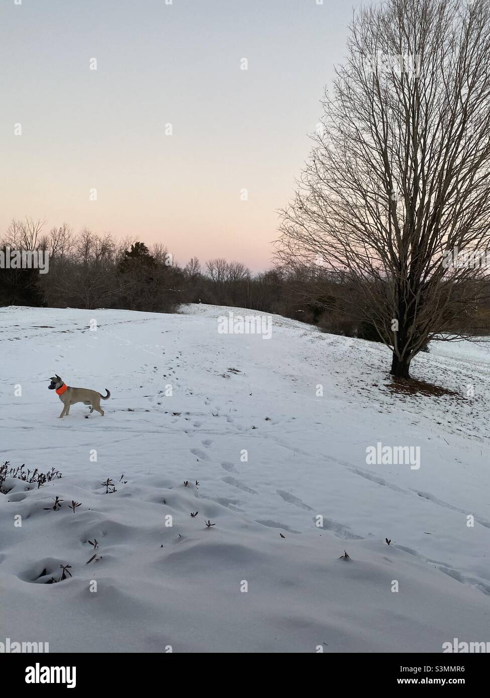 Ein junger Hund erkundet bei Sonnenuntergang eine verschneite Landschaft. Stockfoto