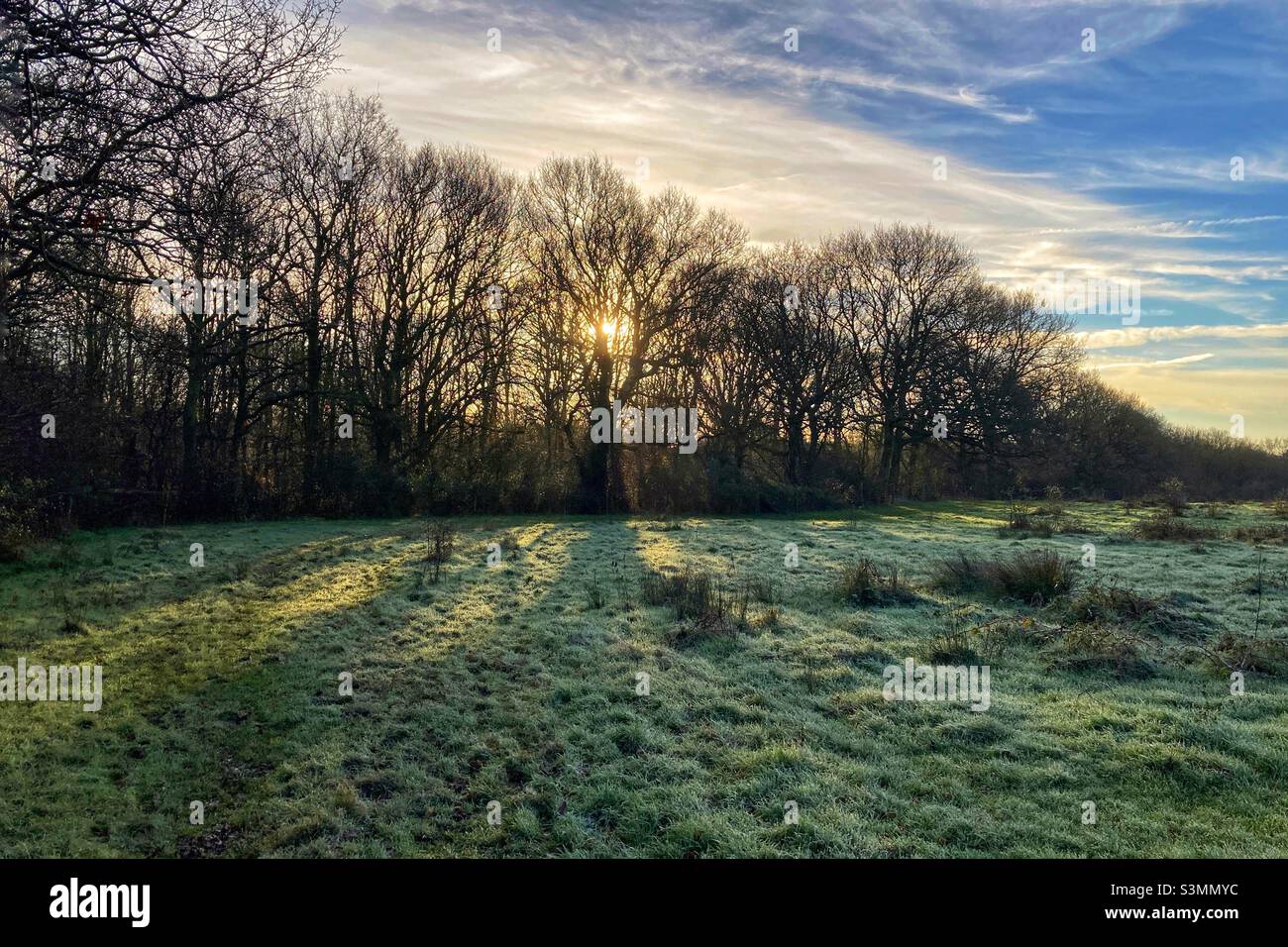 Morgensonne durch Bäume auf ein von Frost berührtes Feld. - Smartphone-aufgenommenes Stockfoto