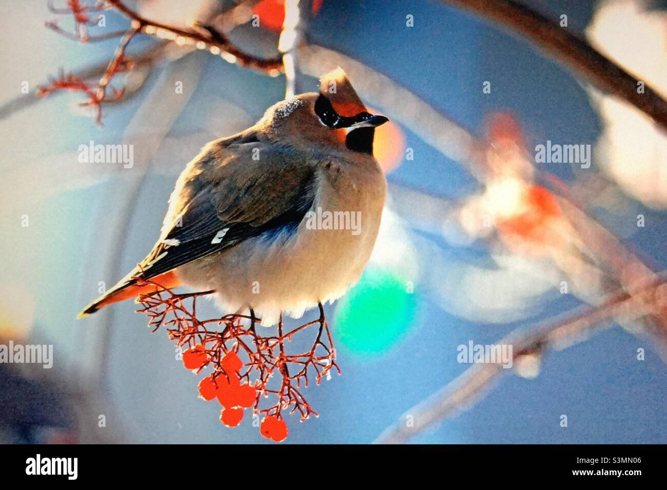 Böhmisches Wachshwing, nordamerikanische Vögel, Kirsche, Bergasche, Baum, Beeren, - Smartphone-aufgenommenes Stockfoto