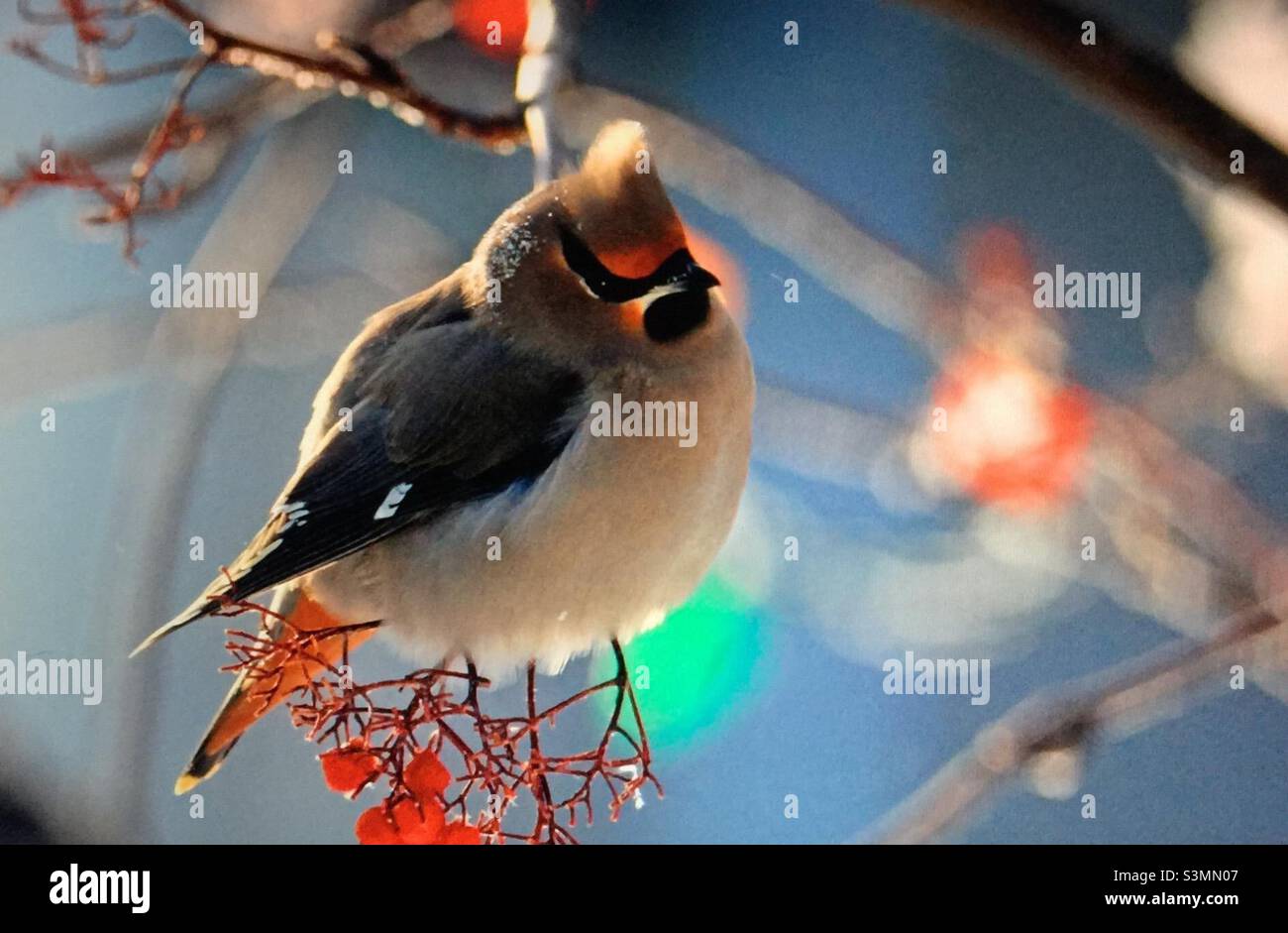 Böhmisches Wachshwing, nordamerikanische Vögel, Kirsche, Bergasche, Baum, Beeren, - Smartphone-aufgenommenes Stockfoto