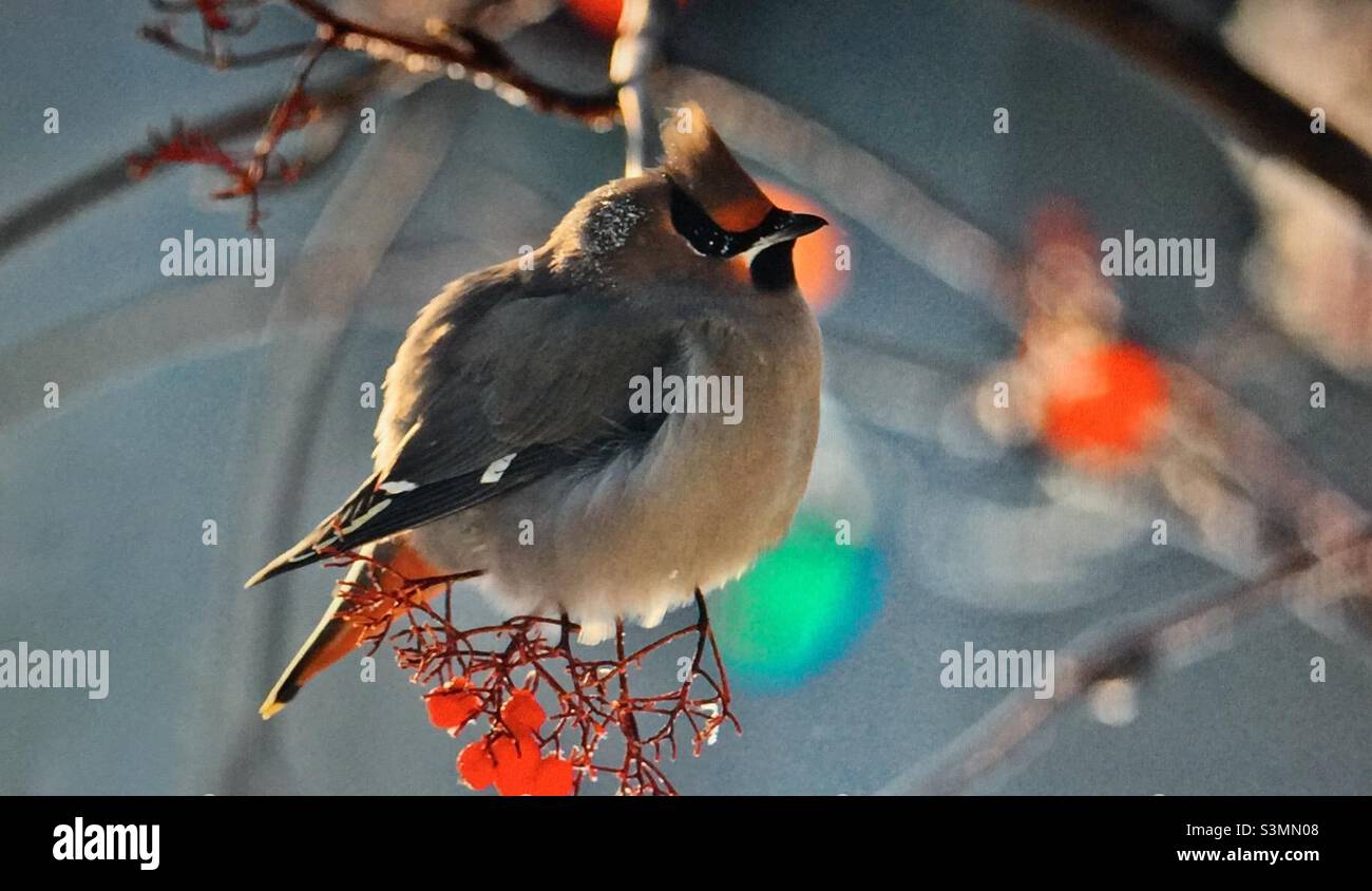 Böhmisches Wachshwing, nordamerikanische Vögel, Kirsche, Bergasche, Baum, Beeren, - Smartphone-aufgenommenes Stockfoto