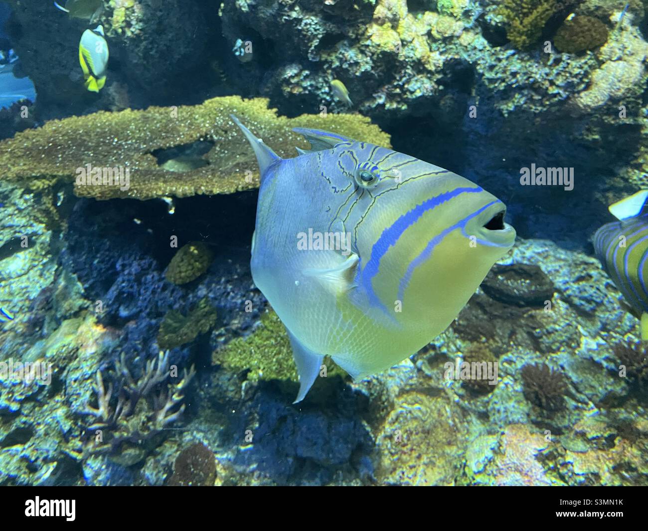 Fröhliche königliche Aquarienfische im Meerwasseraquarium Stockfoto