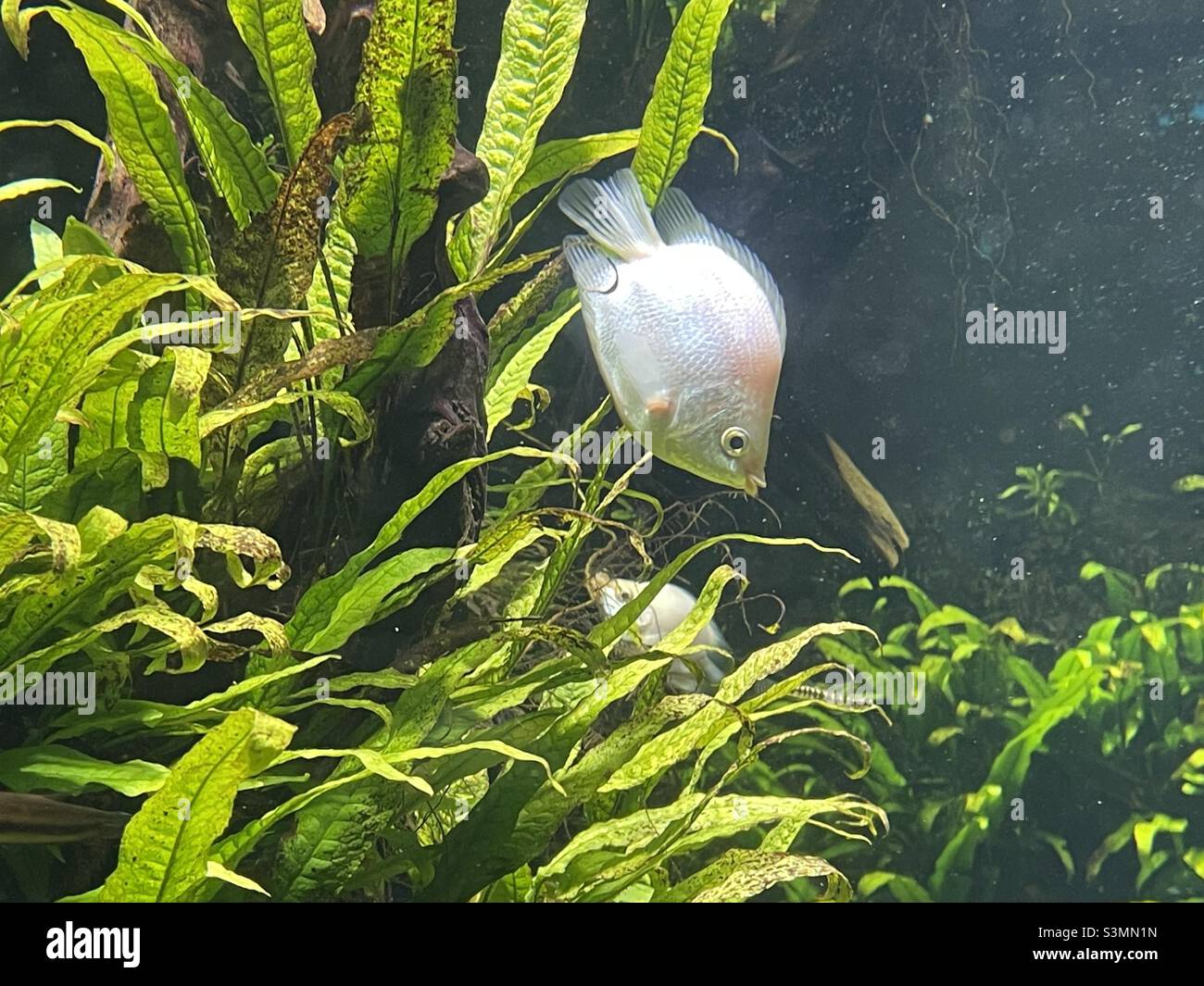 Weiße Fische in einem Meerwasseraquarium Stockfoto