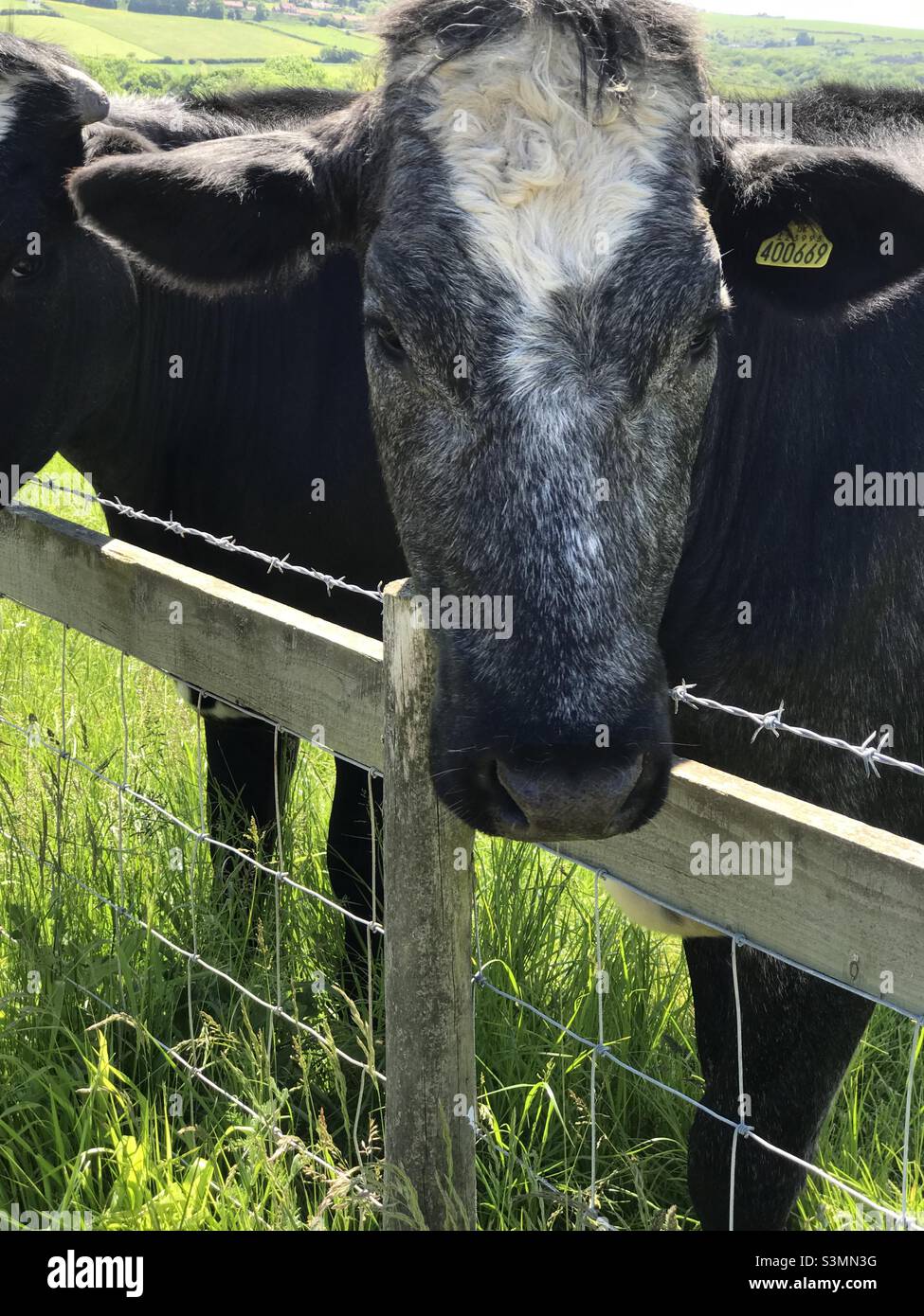 Kuh im Feld in Whitby Bay Stockfoto