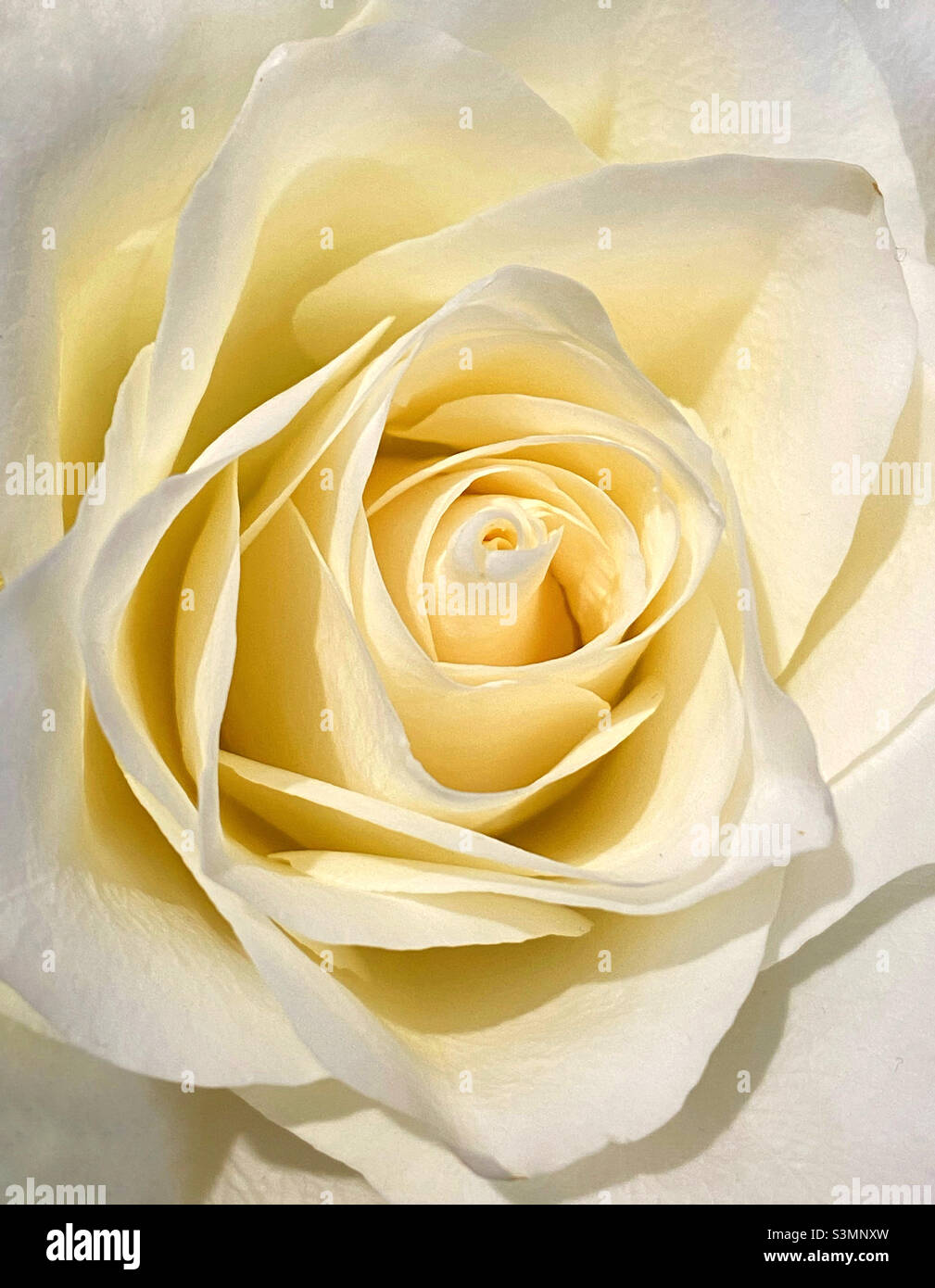 Schließen Sie im Detail einen cremefarbenen oder hellgelben Rosenblütenkopf. Die ineinanderrastende Blütenblätter sind deutlich sichtbar. Ein Wohlfühlbild mit viel Potenzial. Foto ©️ COLIN HOSKINS. Stockfoto