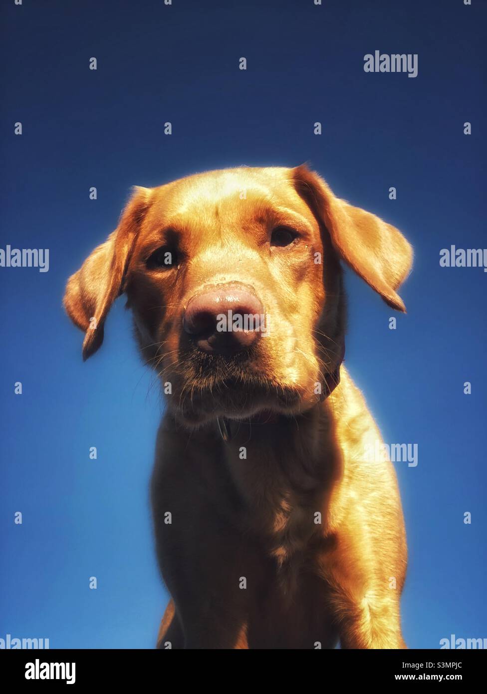 Low-Angle-Ansicht eines Porträts eines Fuchsroten Labrador Retriever sehr neugierig mit einem blauen Himmel Hintergrund suchen Stockfoto