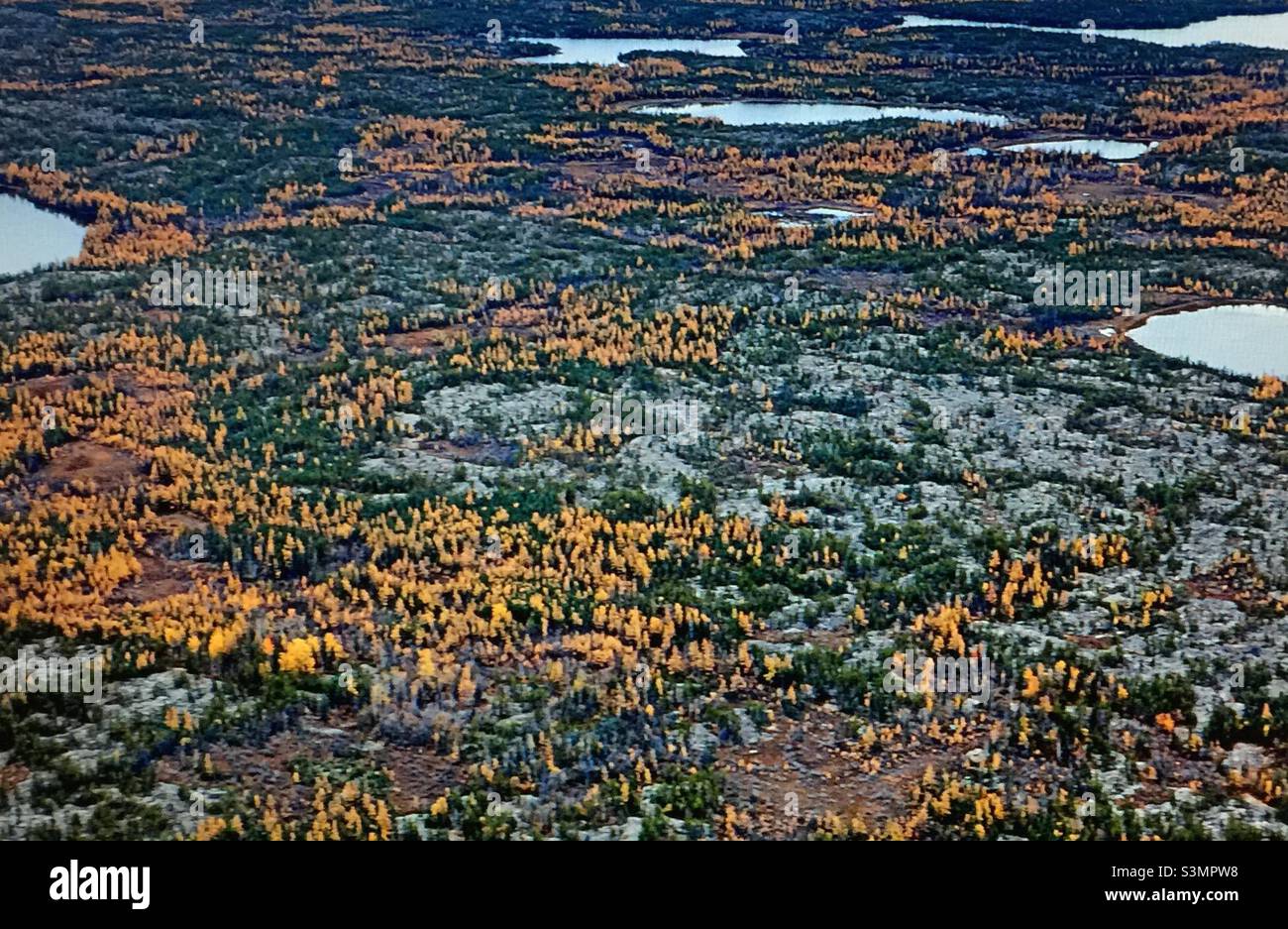 Yukon, Kanada, charakteristische Baumarten, dominant,Vegetation,Weiße Fichte, Schwarze Fichte, Tamarack, Alaska-Papierbirke, quakende Espe, Balsampappel Stockfoto