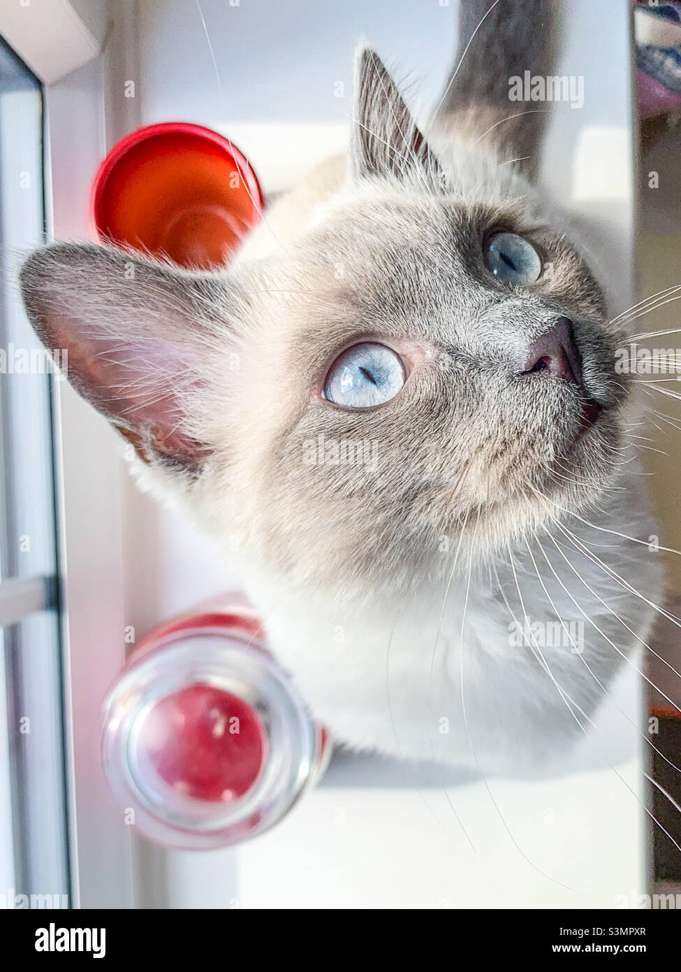 Britische kurzhaarige Katze Kätzchen Stockfoto