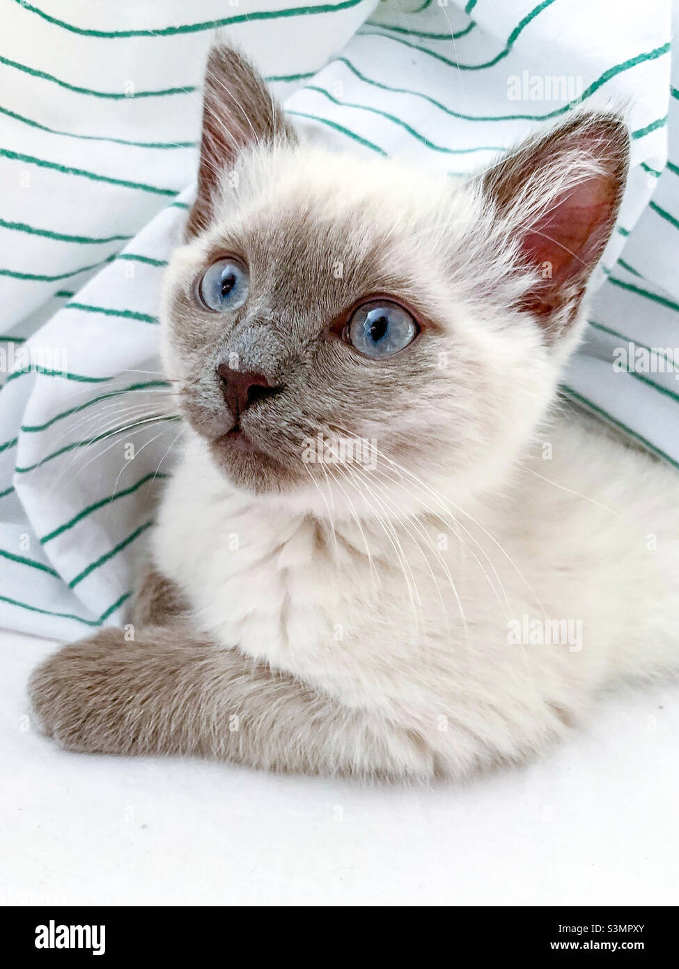 Britische kurzhaarige Katze Kätzchen Stockfoto