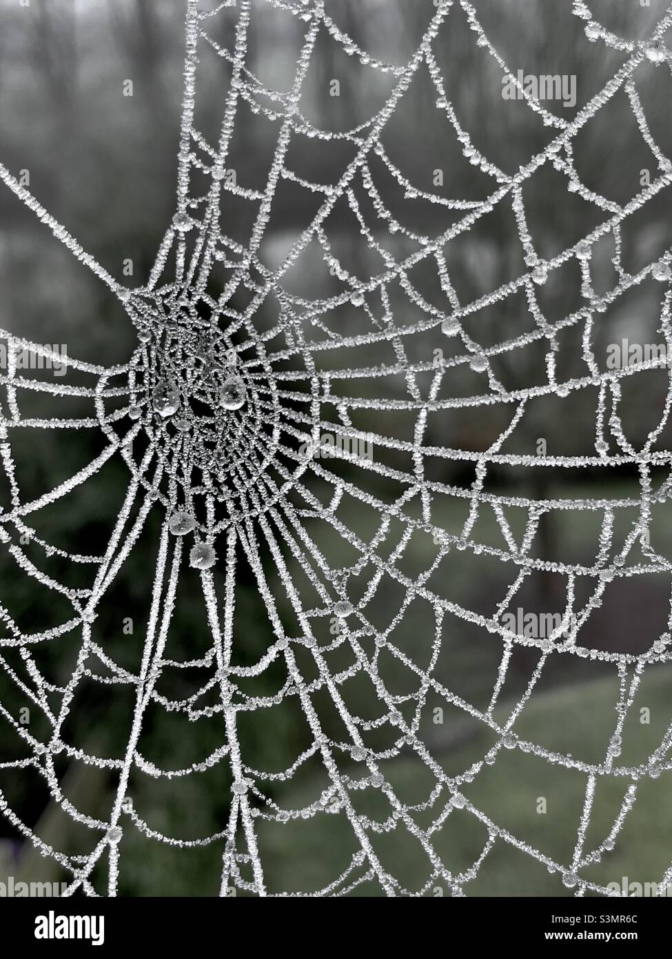 Ein Spinnennetz, das an einem nebligen Morgen aus der Nähe mit Wassertröpfchen geschmückt war - Smartphone-aufgenommenes Stockfoto