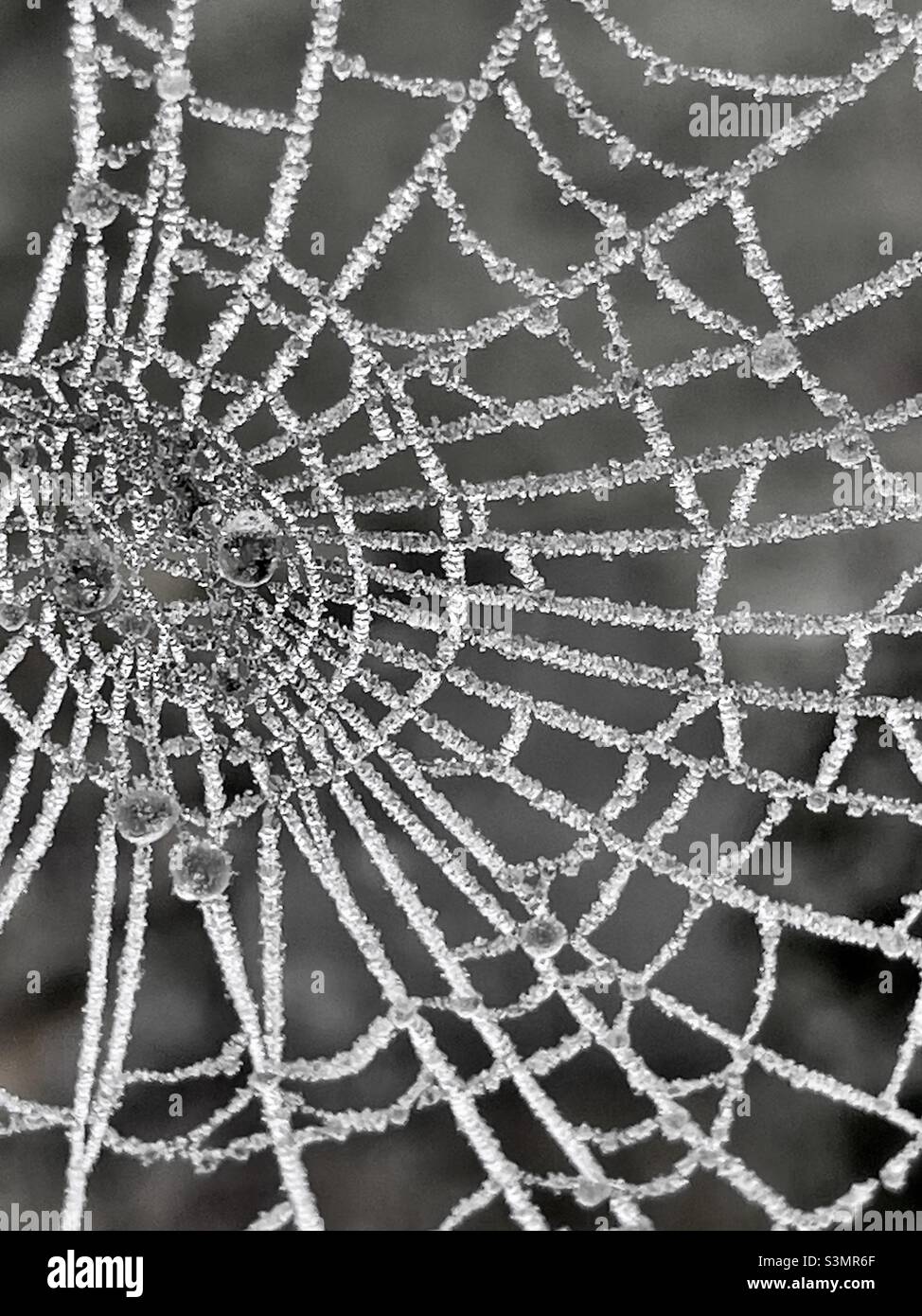 Ein Spinnennetz an einem nebligen Morgen mit Kondenswassertropfen geschmückt - Smartphone-aufgenommenes Stockfoto