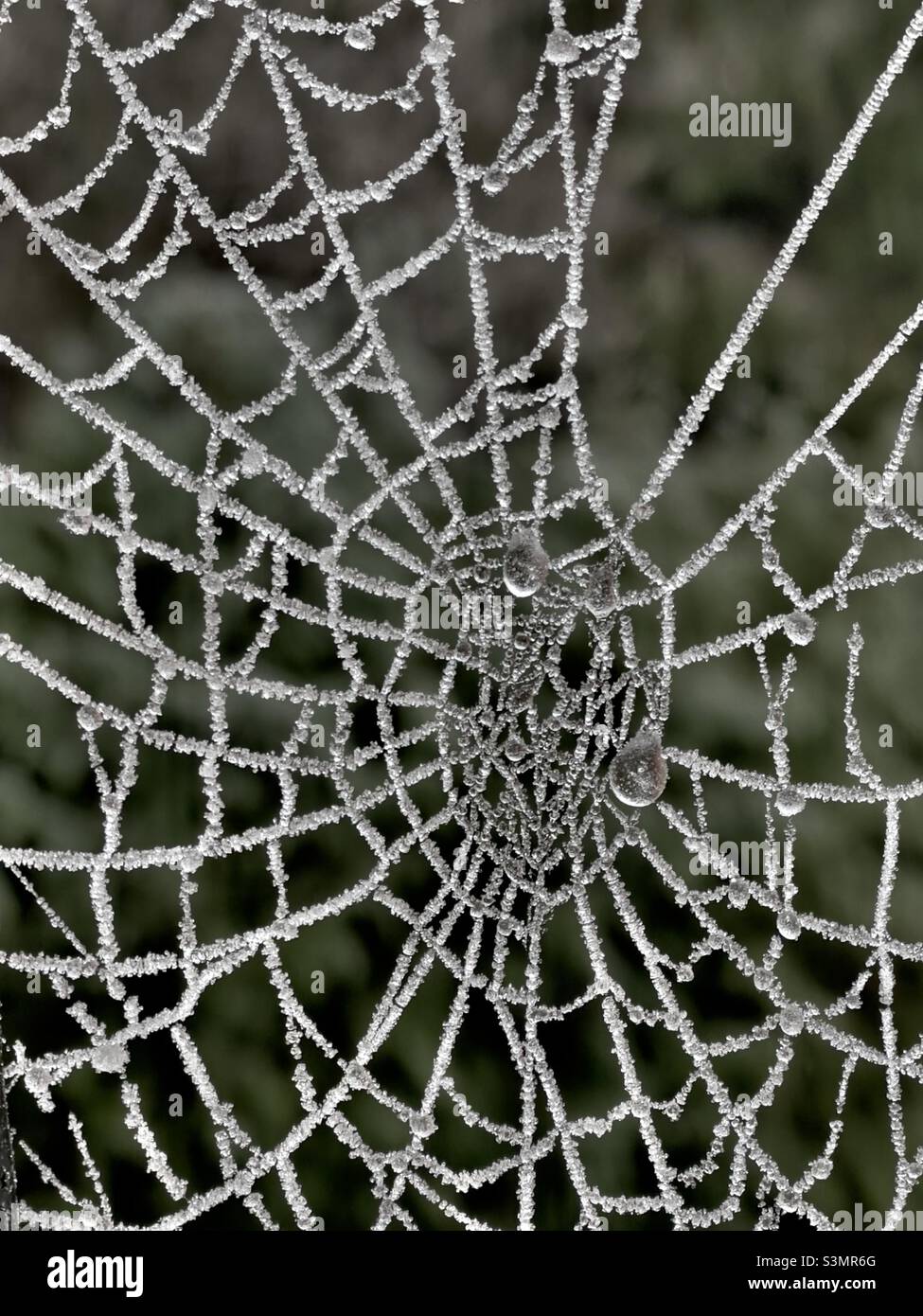Ein Spinnennetz, das an einem nebligen Morgen mit winzigen Wassertröpfchen bedeckt ist Stockfoto
