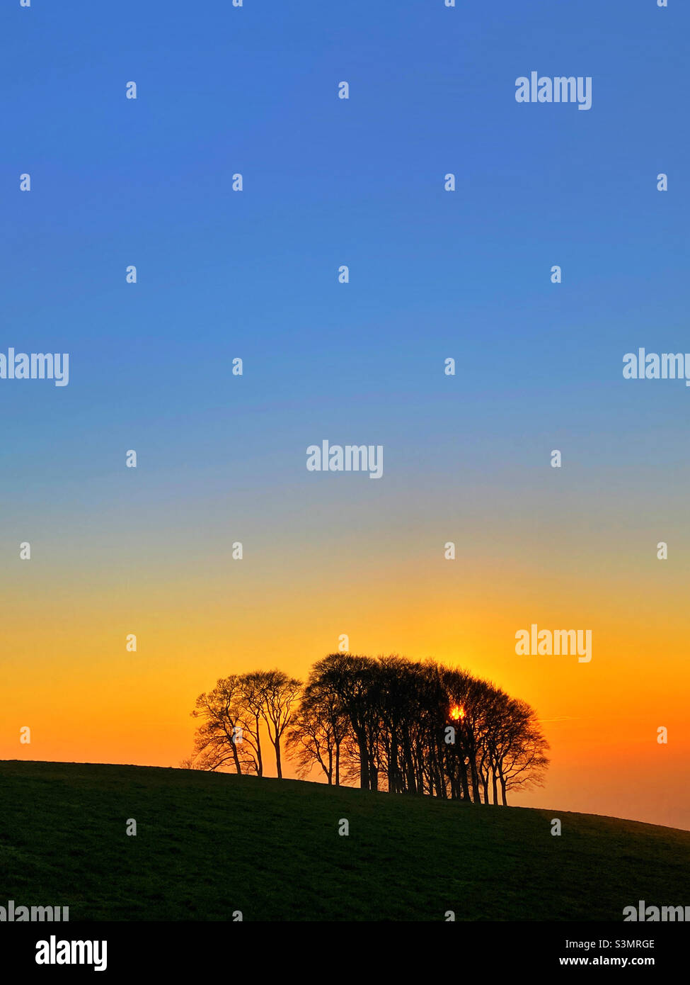The Elephant Trees Guiseley bei Sonnenuntergang in West Yorkshire Stockfoto