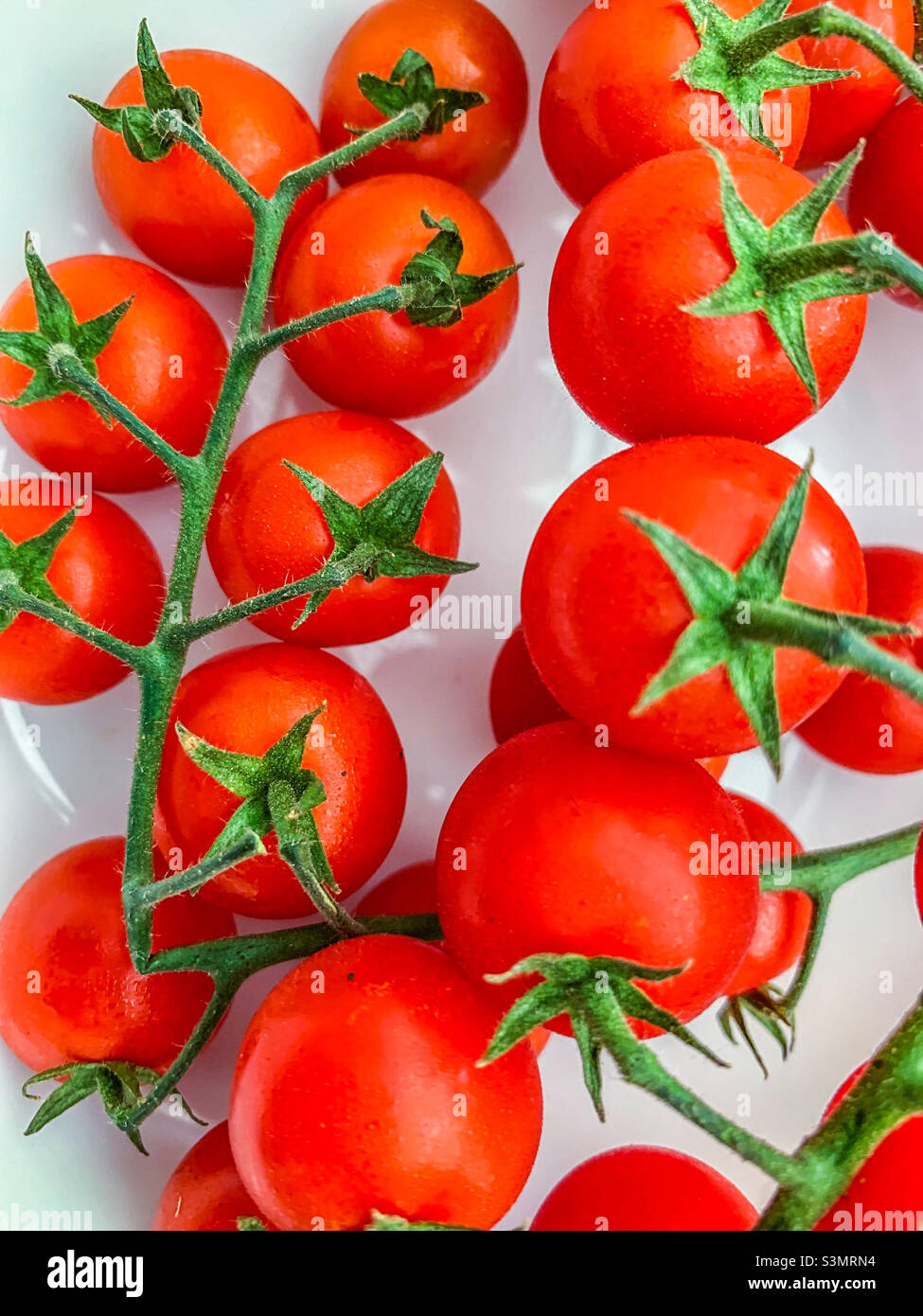 Rote Kirschtomaten auf der Rebe - Smartphone-aufgenommenes Stockfoto