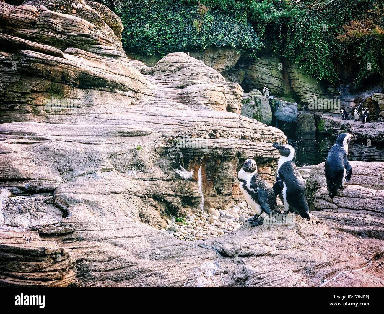 Gruppen von Pinguinen. Stockfoto