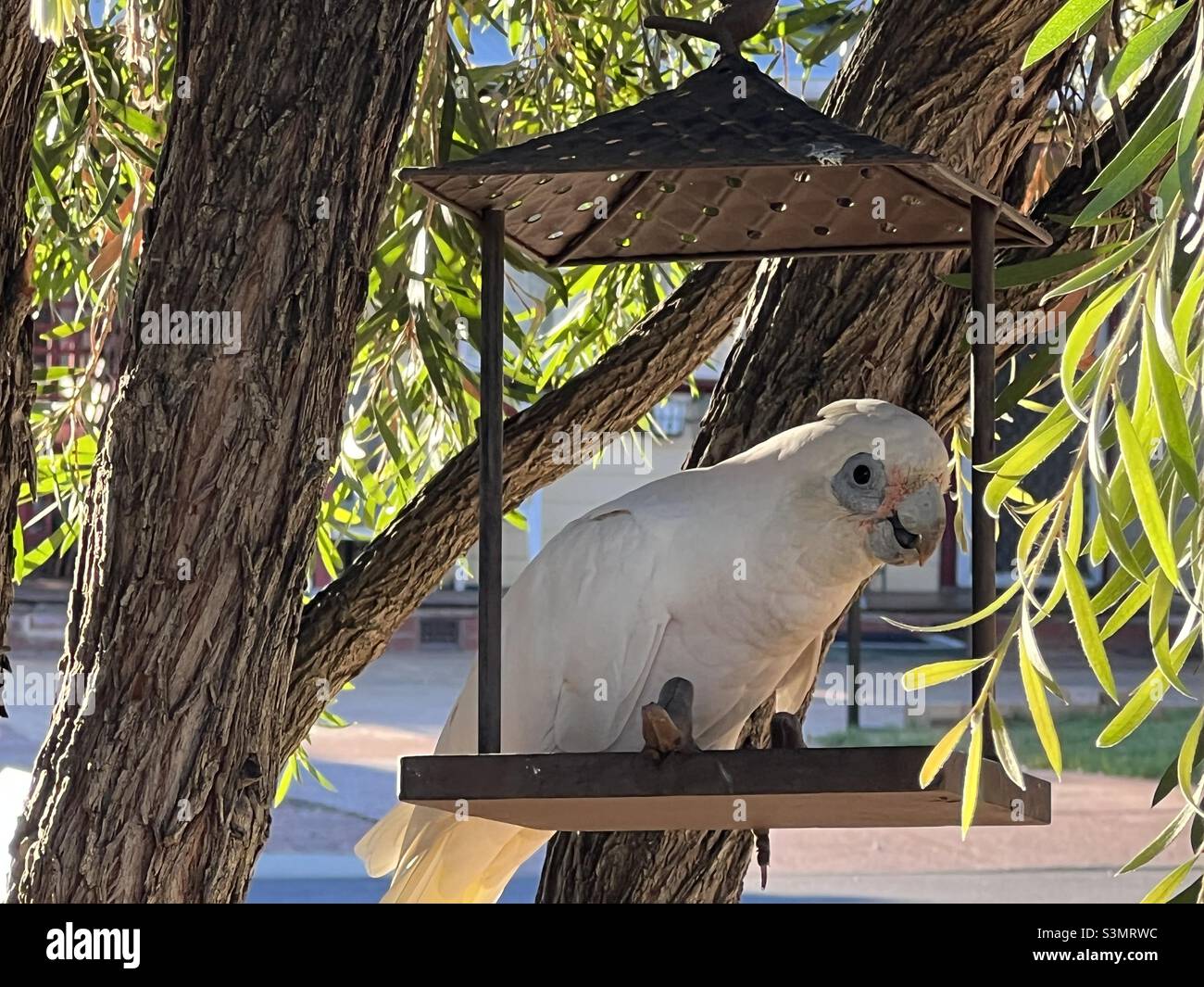 Kakadu in einem Futterhäuschen - Smartphone-aufgenommenes Stockfoto