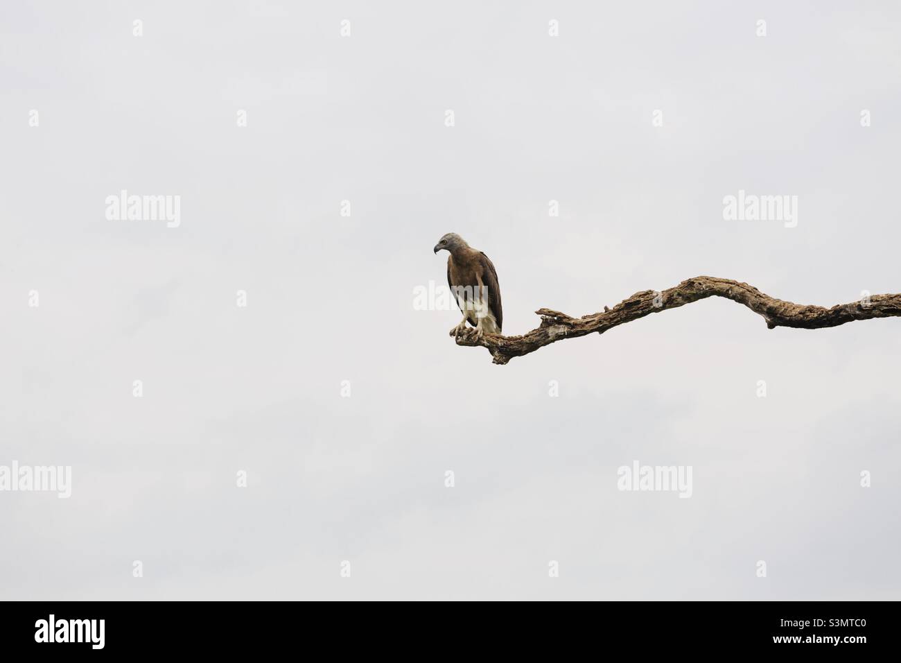 Ein Adler sitzt auf einem Ast - Smartphone-aufgenommenes Stockfoto