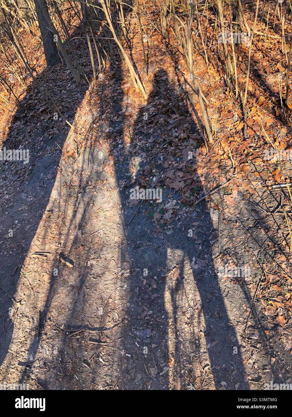 Schatten im Wald. Stockfoto