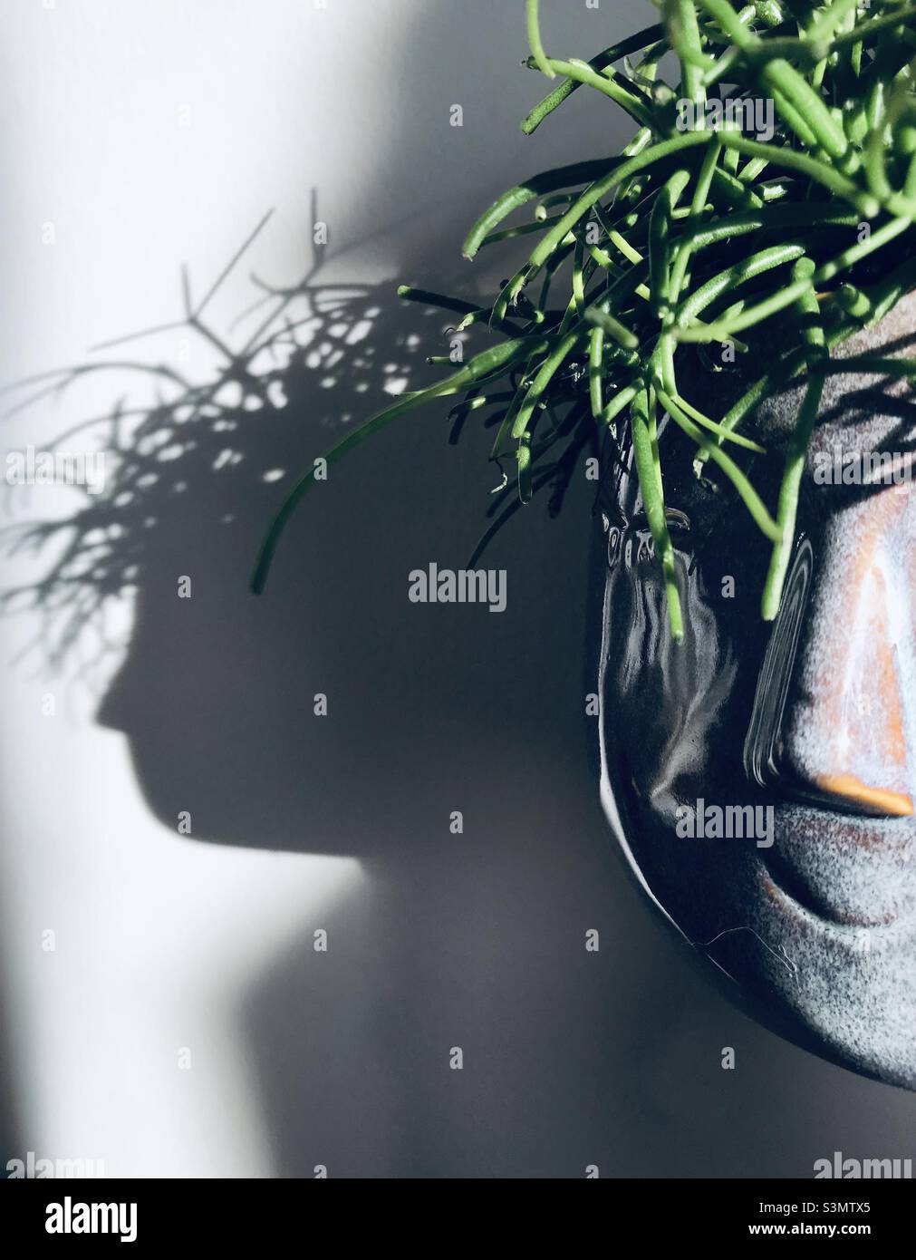 Happy Face Pflanztopf mit Mistelkaktus-Pflanze, um wie ein Kopf aus Haaren aussehen, und es ist Schatten Stockfoto